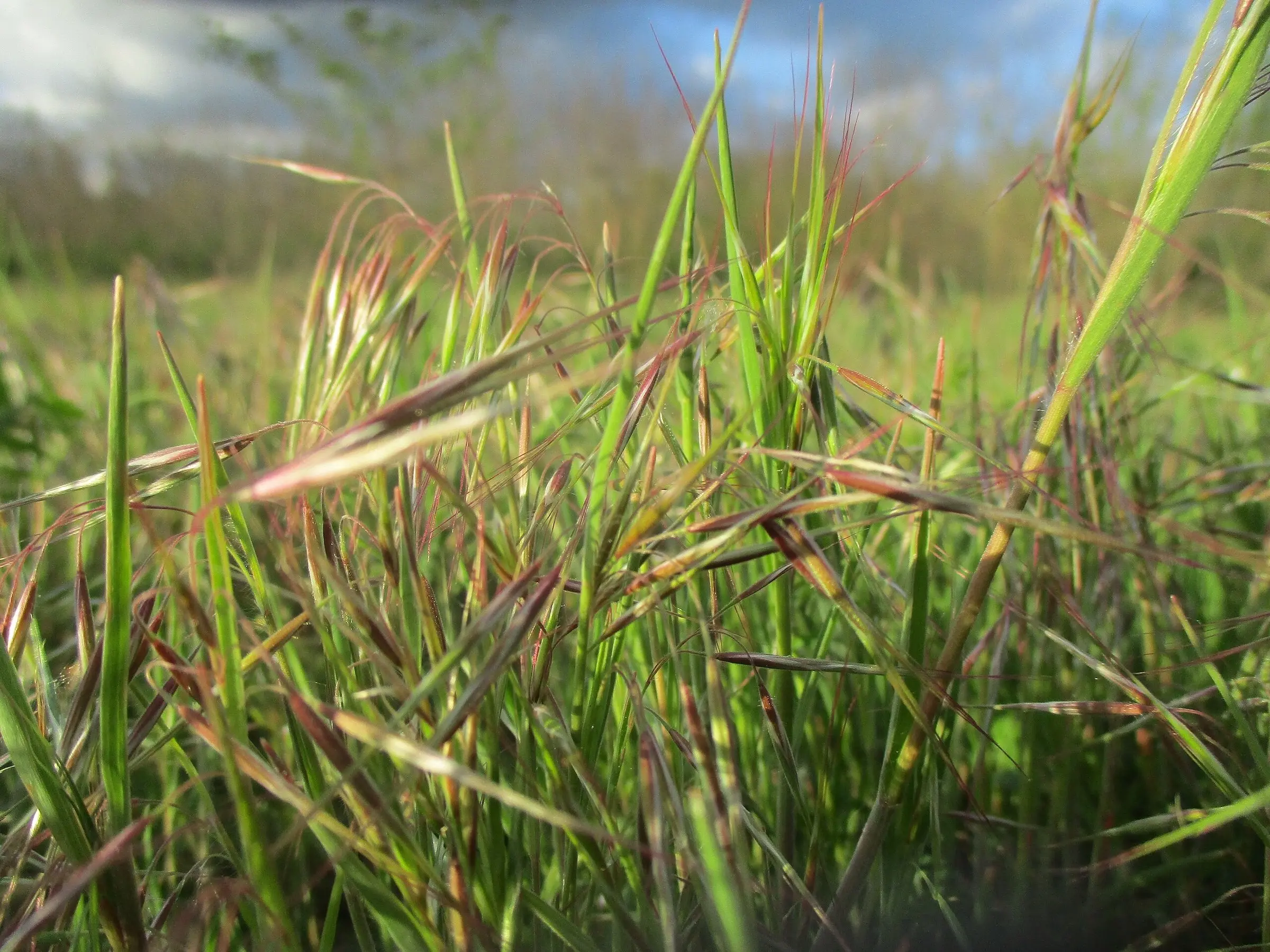 Downy Brome