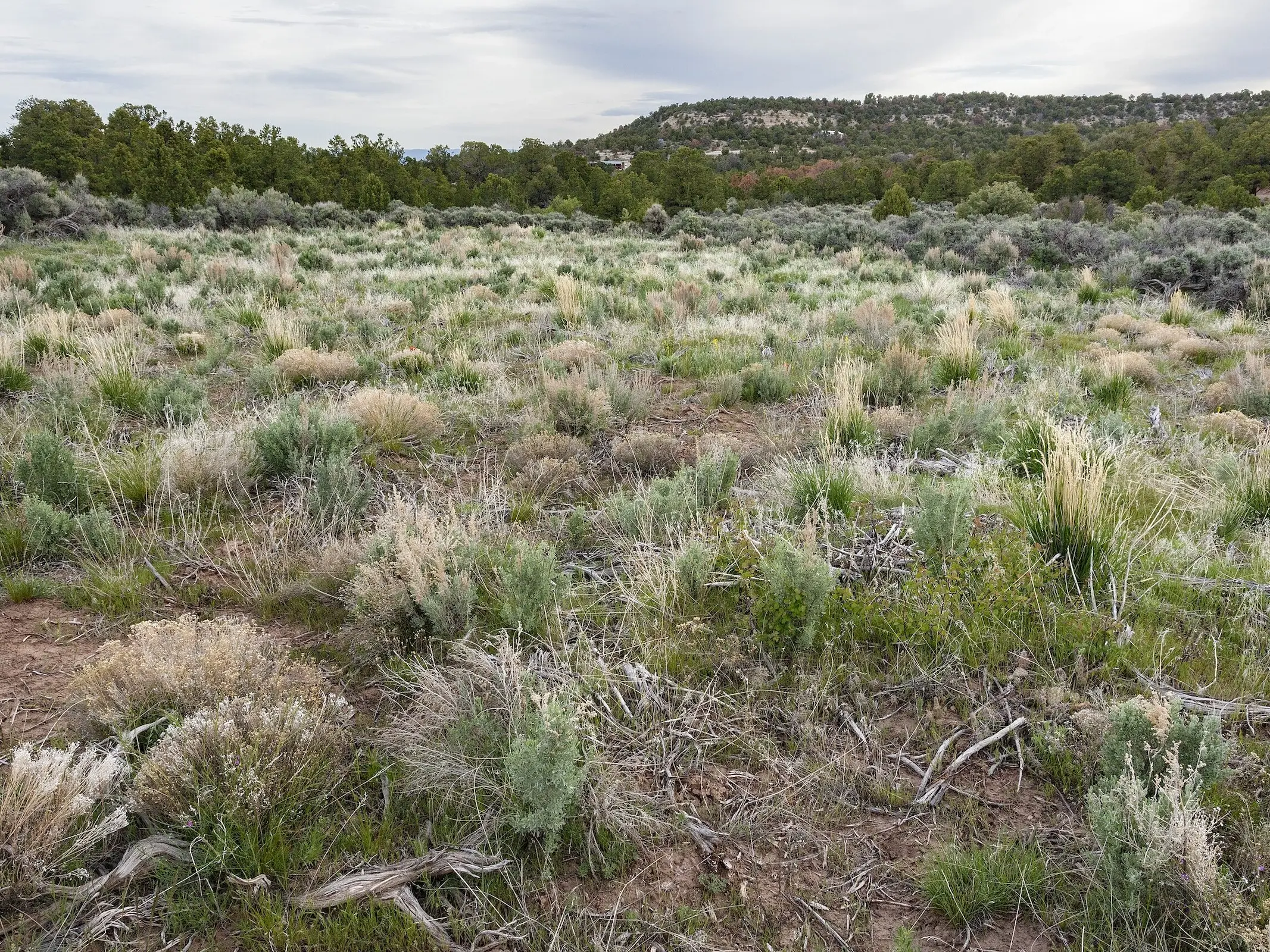 Downy Brome