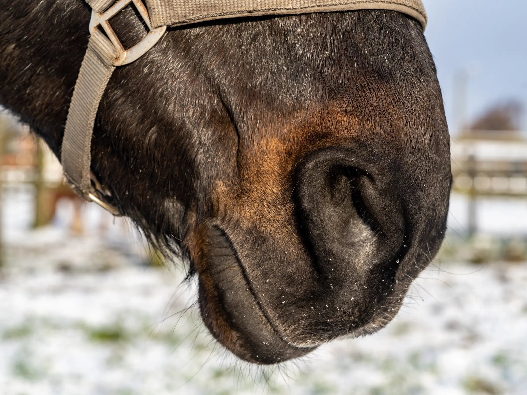 Seal brown horse nose