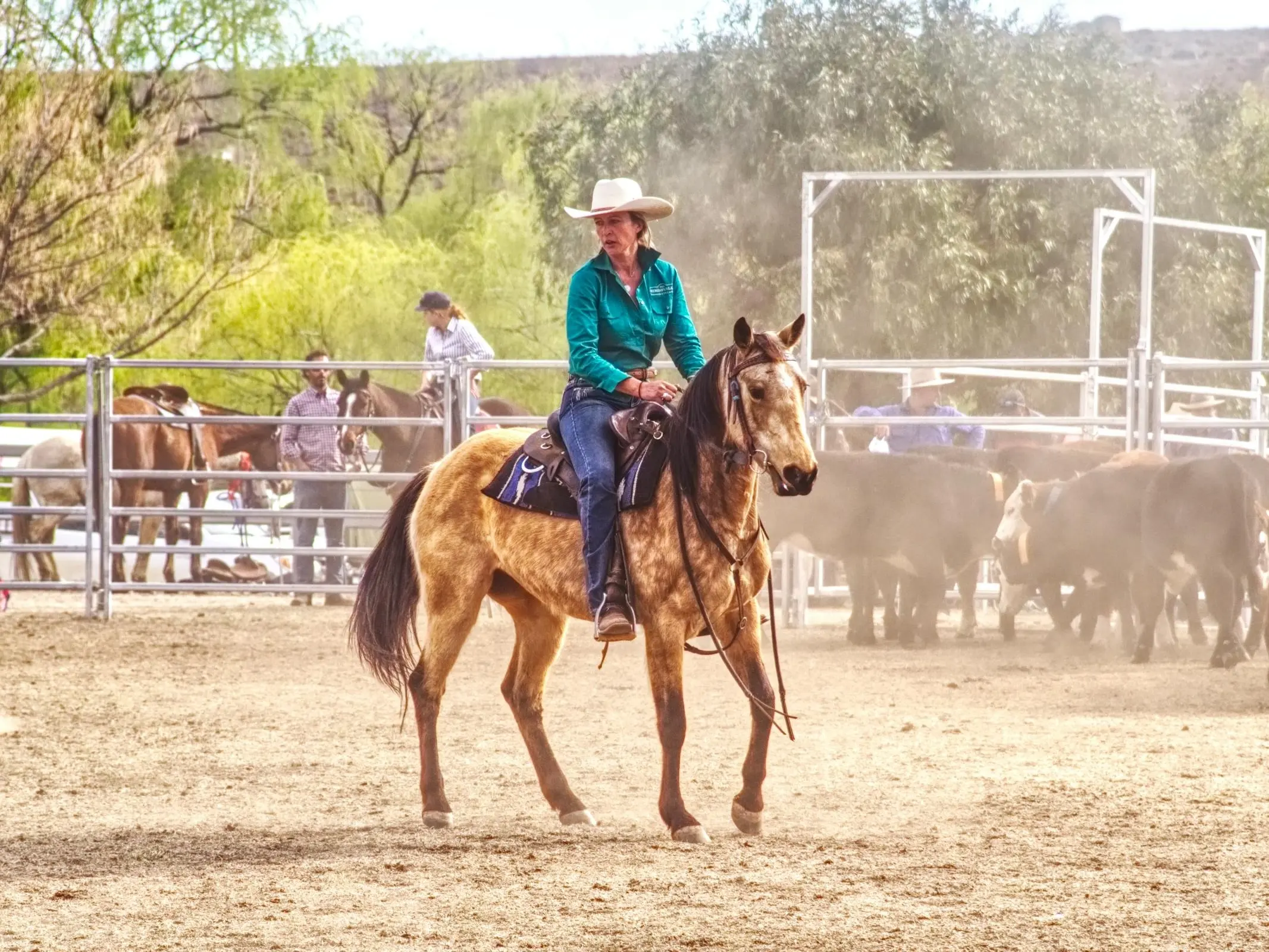 Brumby of Guy Fawkes River