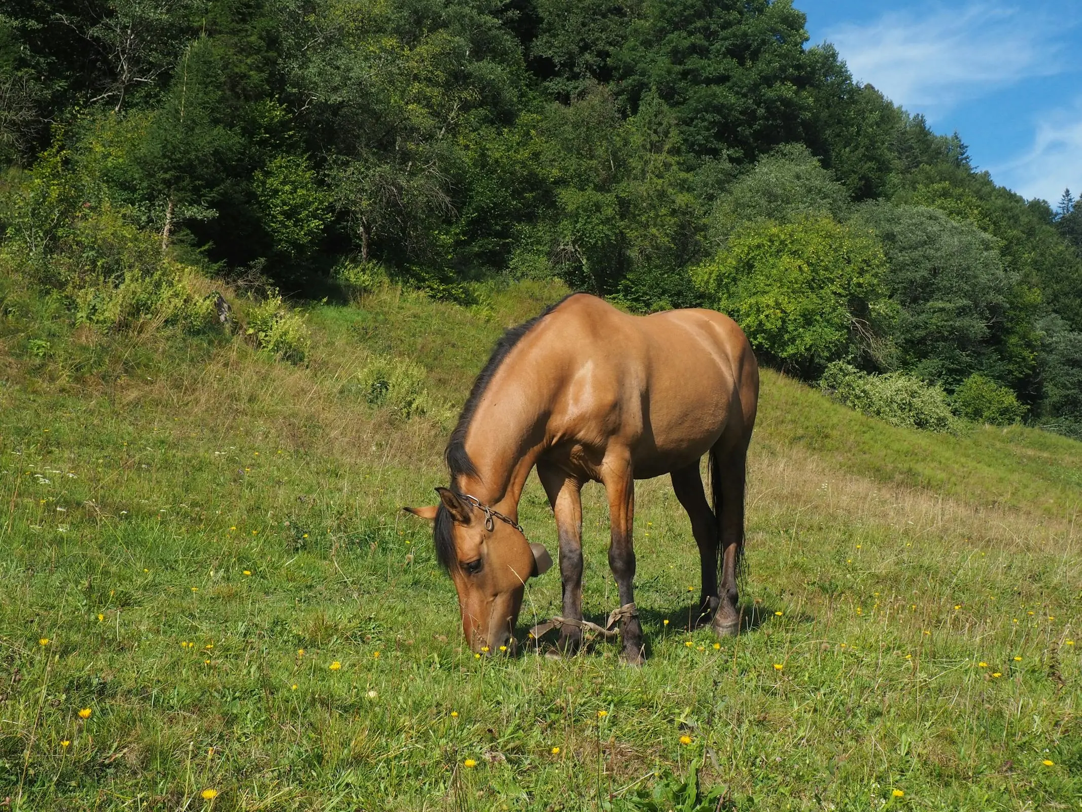 Buckskin horse