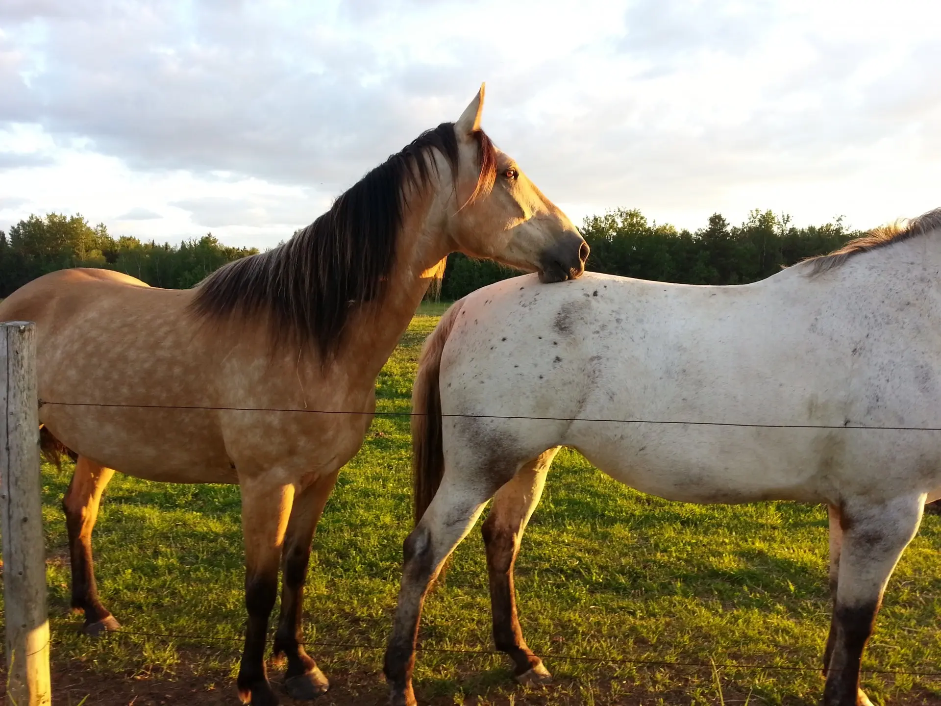 Buckskin horse