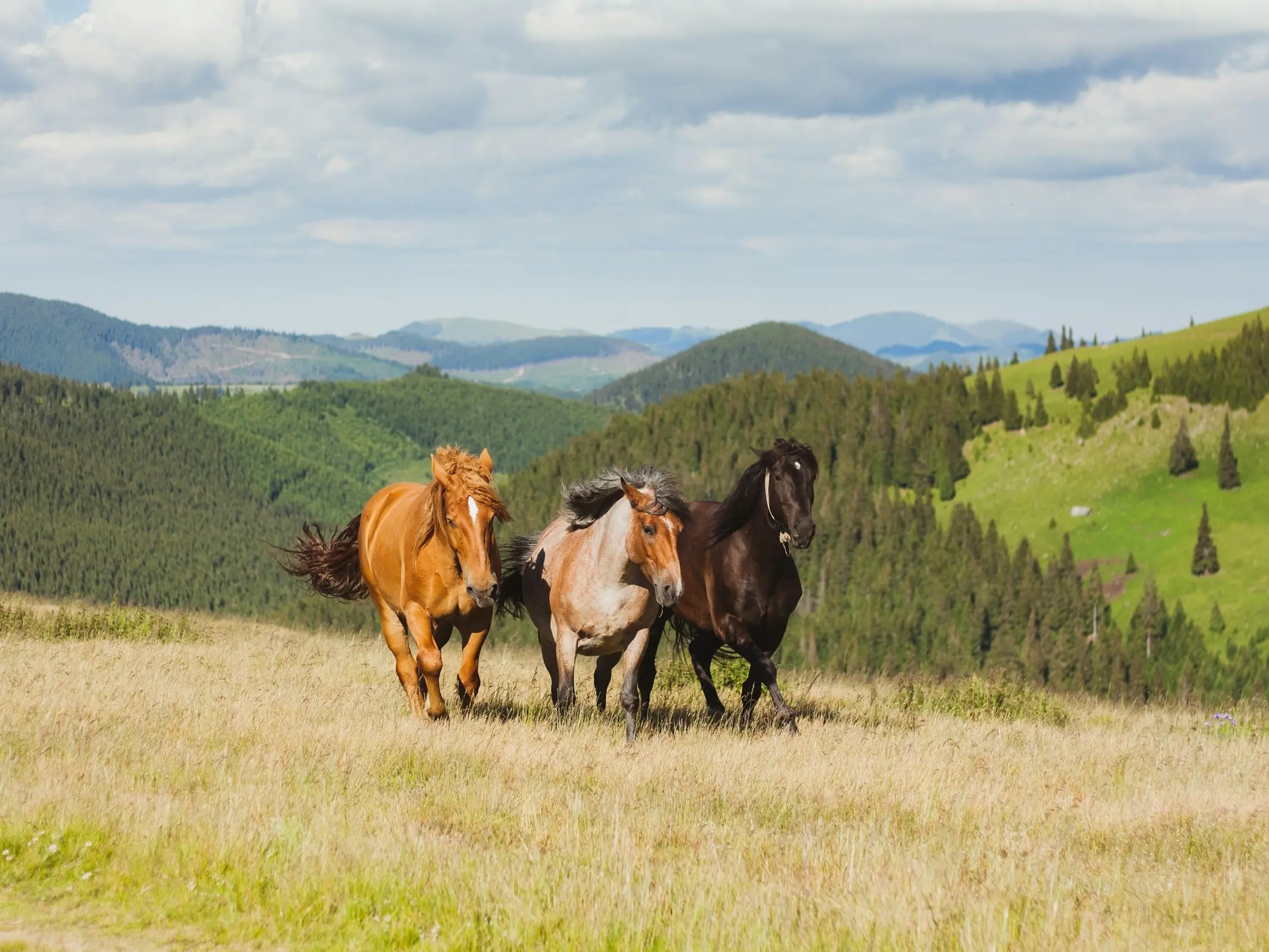 Bucovina Horse