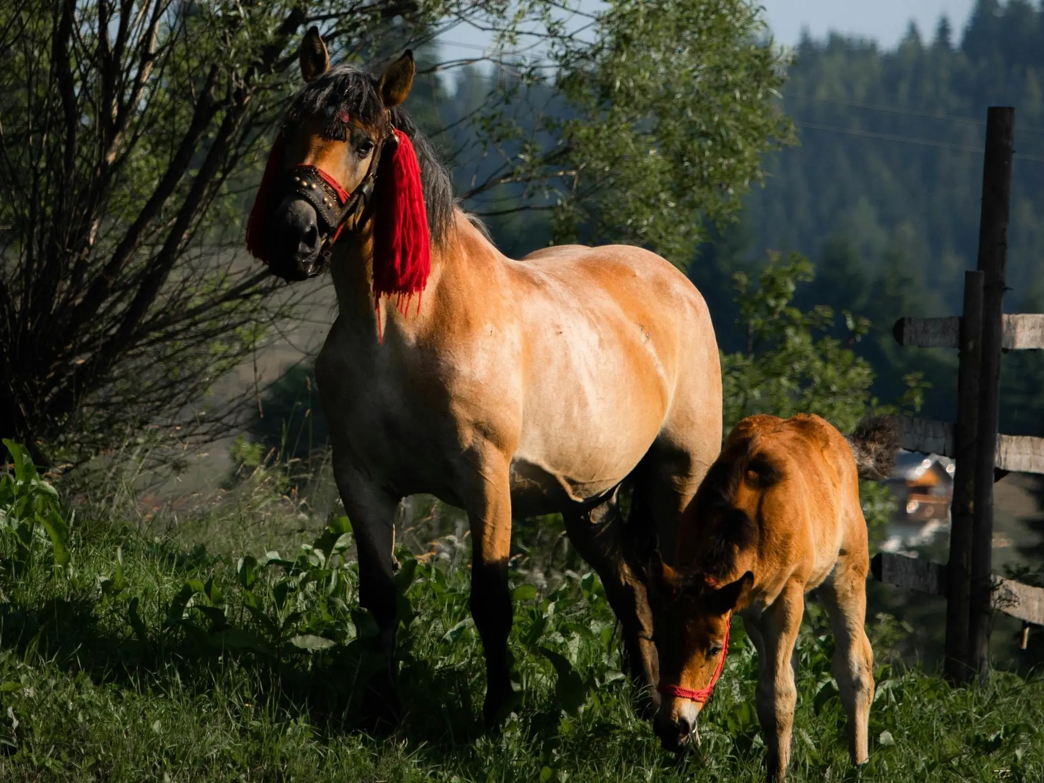 Bucovina