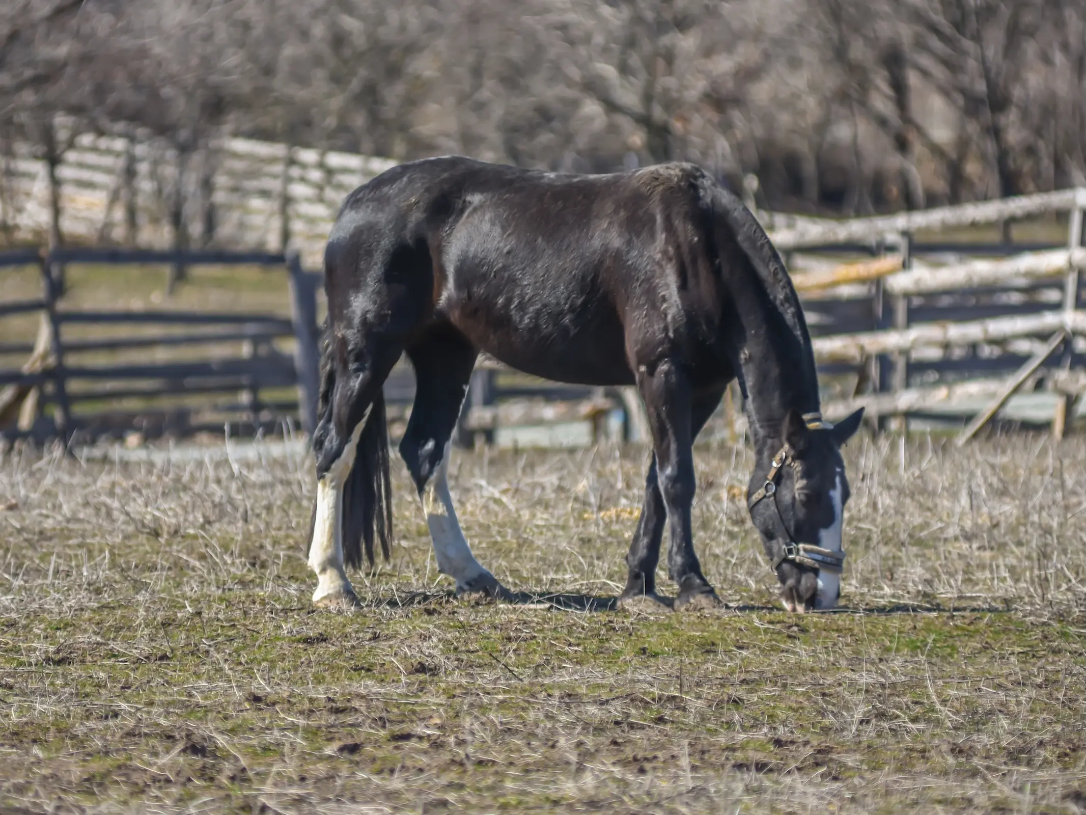 Bulgarian Heavy Draft Horse