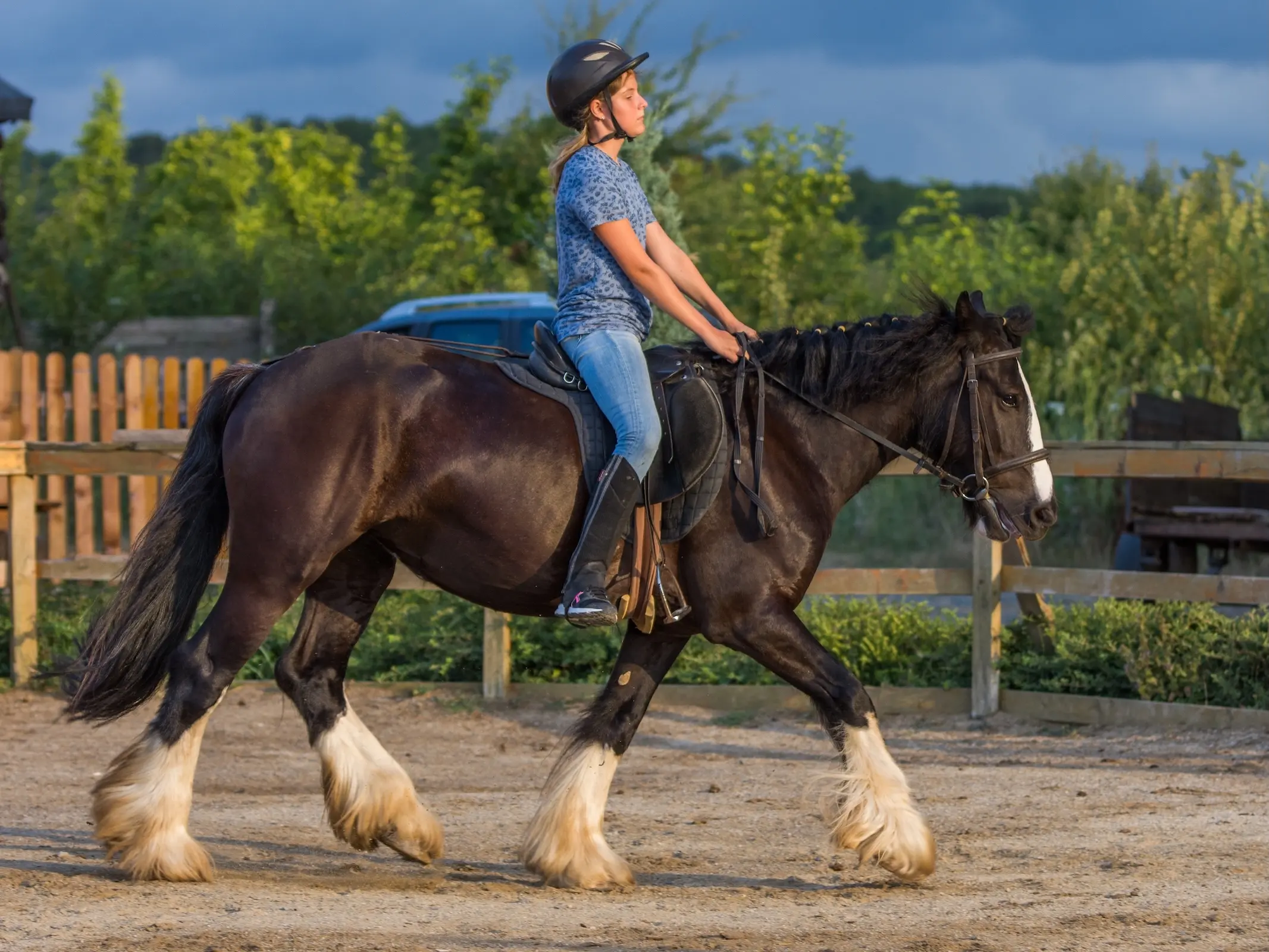 Bulgarian Heavy Draft Horse