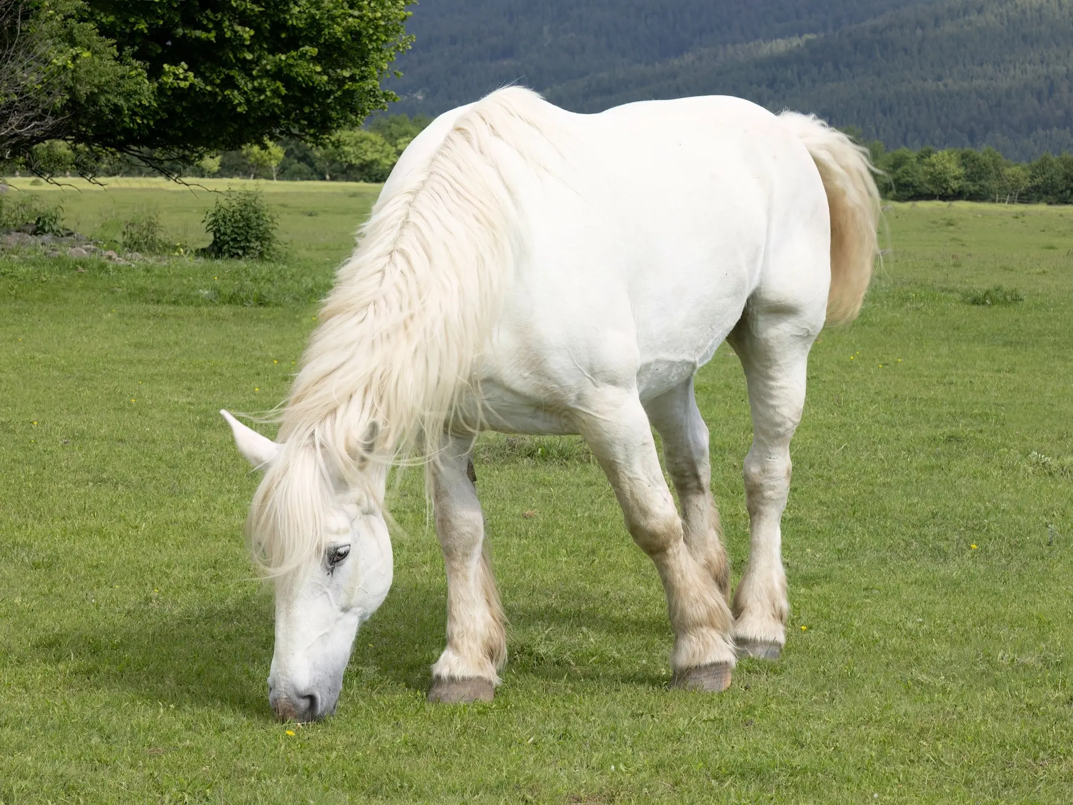 Bulgarian Heavy Draft Horse