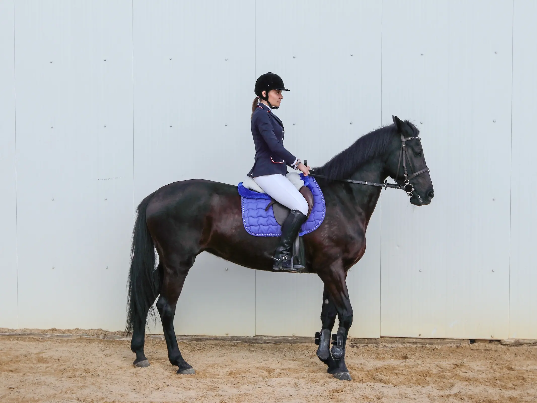 Bulgarian Sport Horse