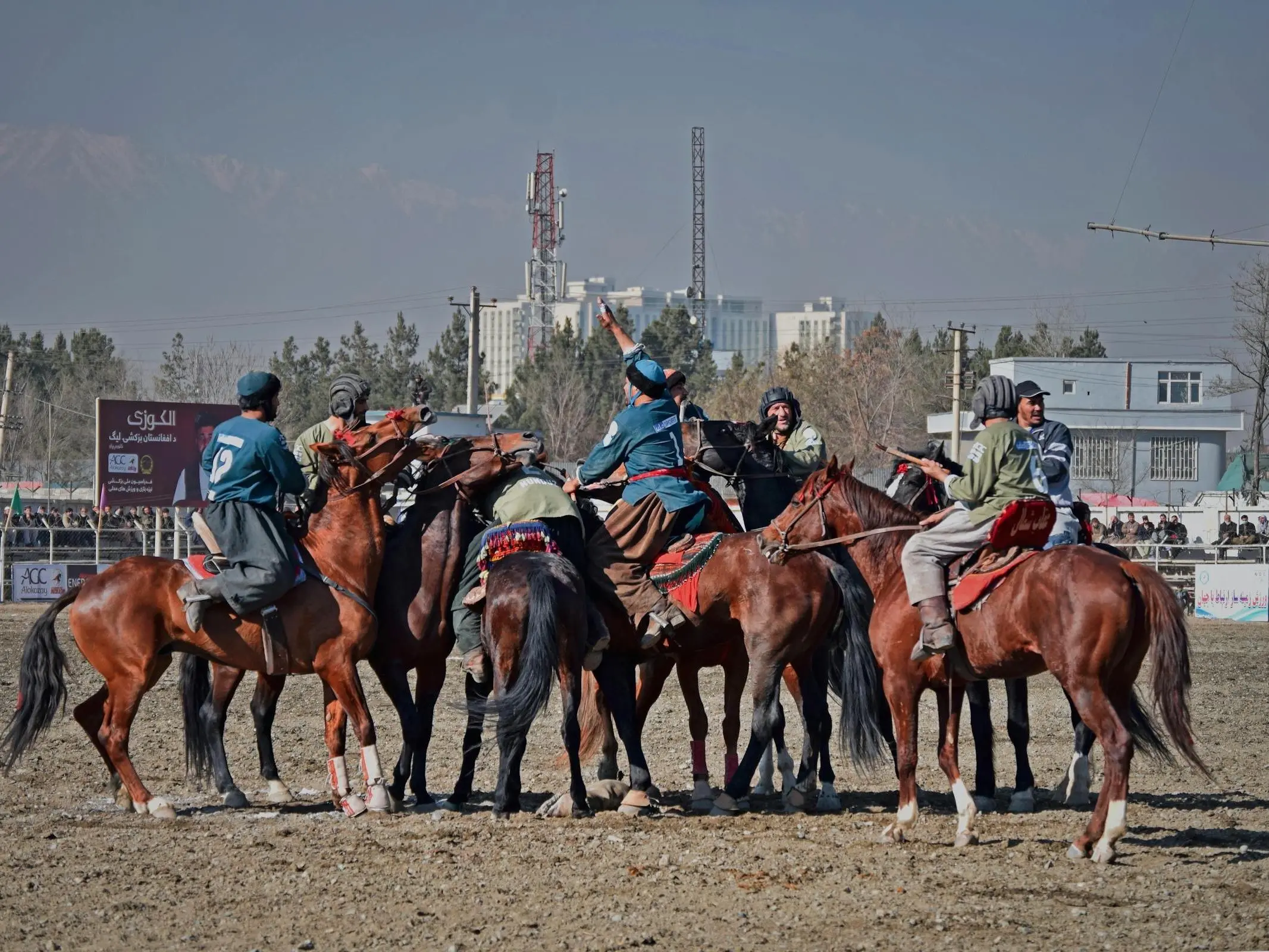 Buzkashi Horse