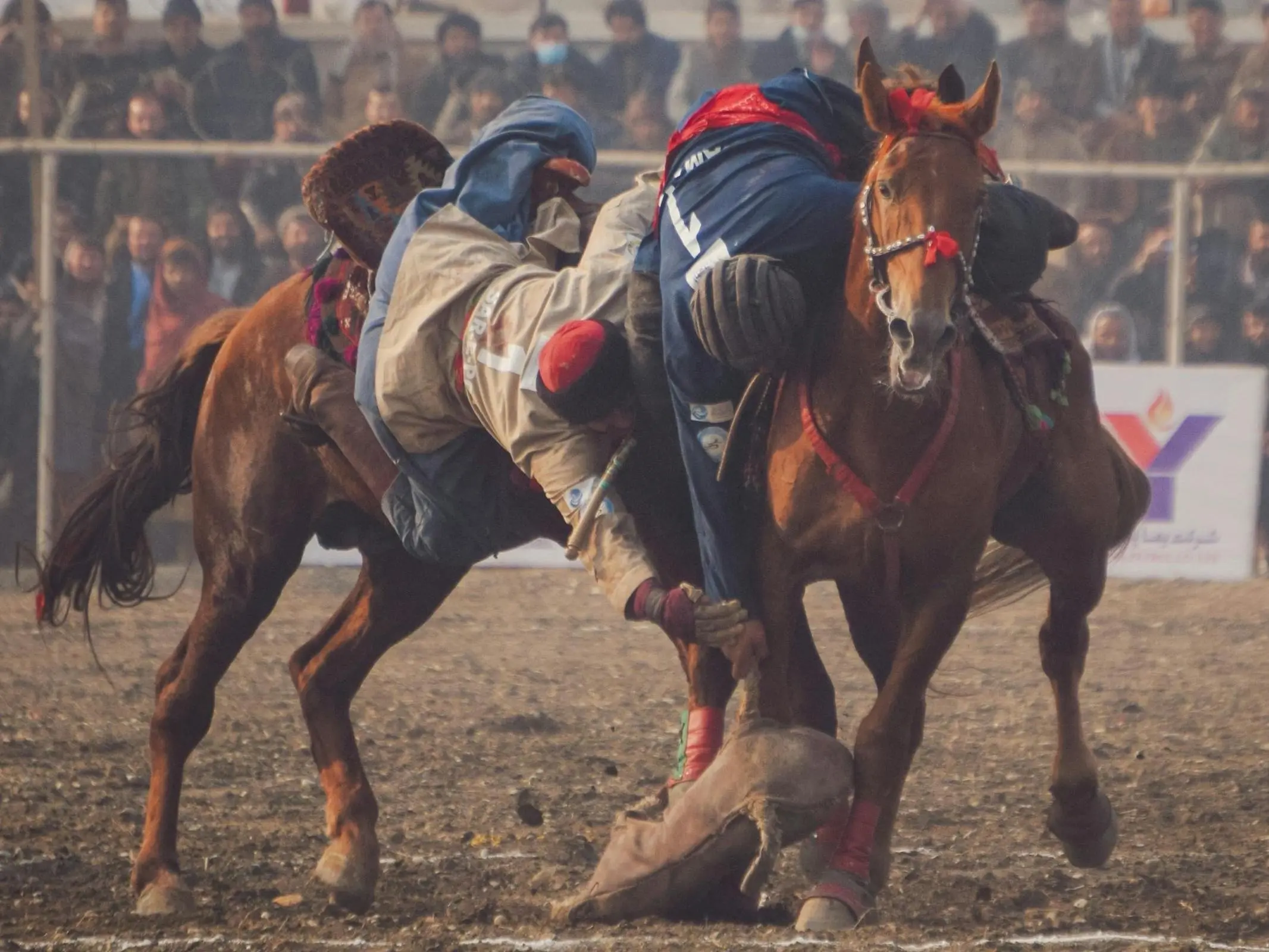 Buzkashi Horse