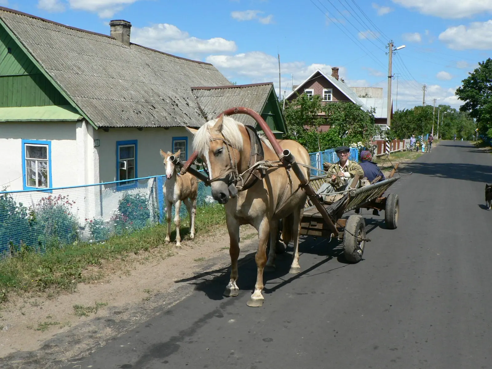 Byelorussian Harness Horse