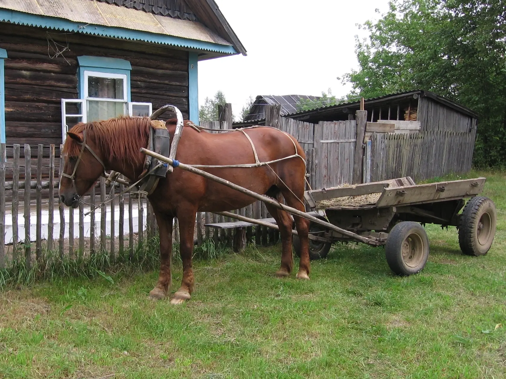 Byelorussian Harness Horse