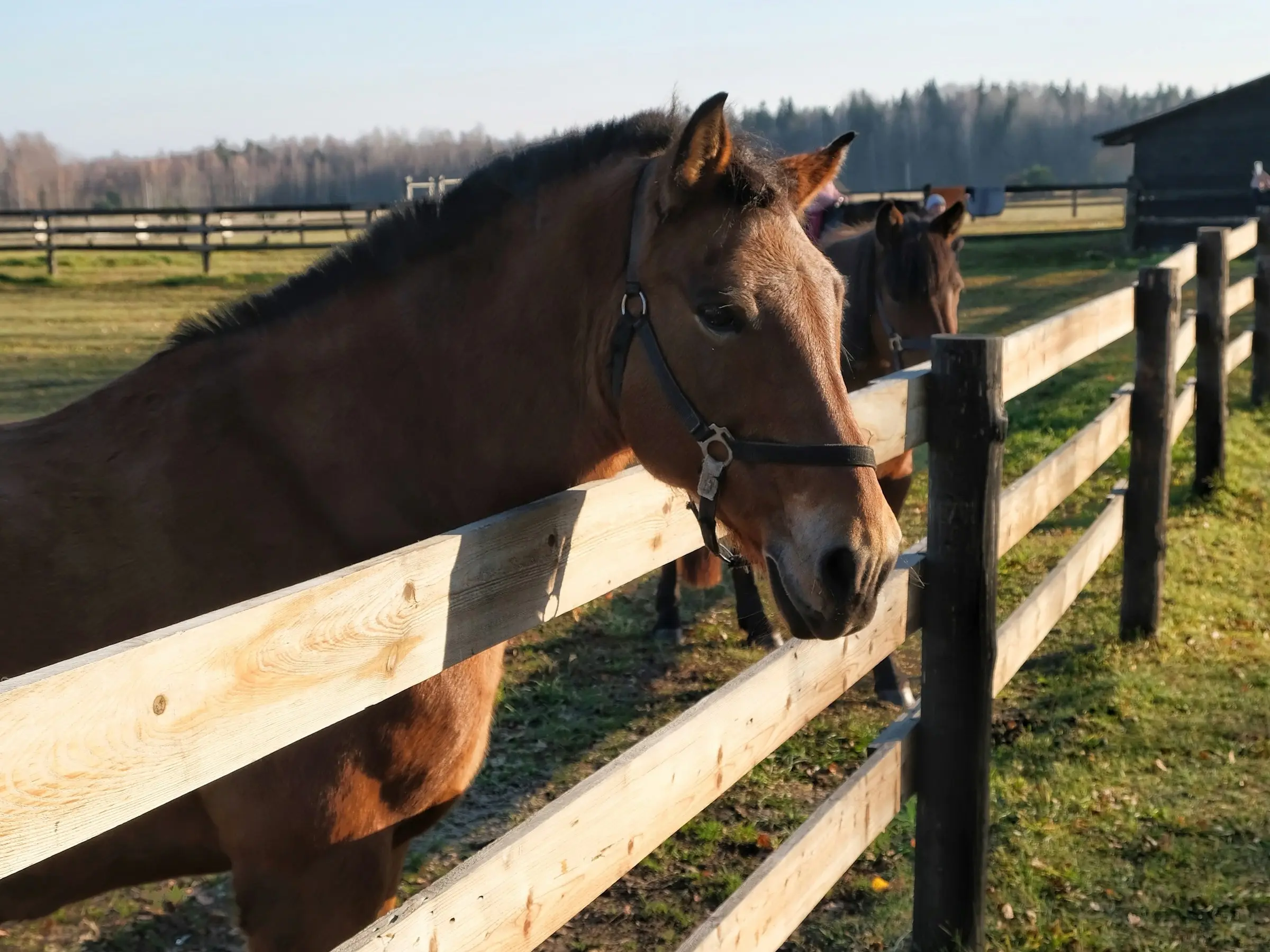 Byelorussian Harness Horse