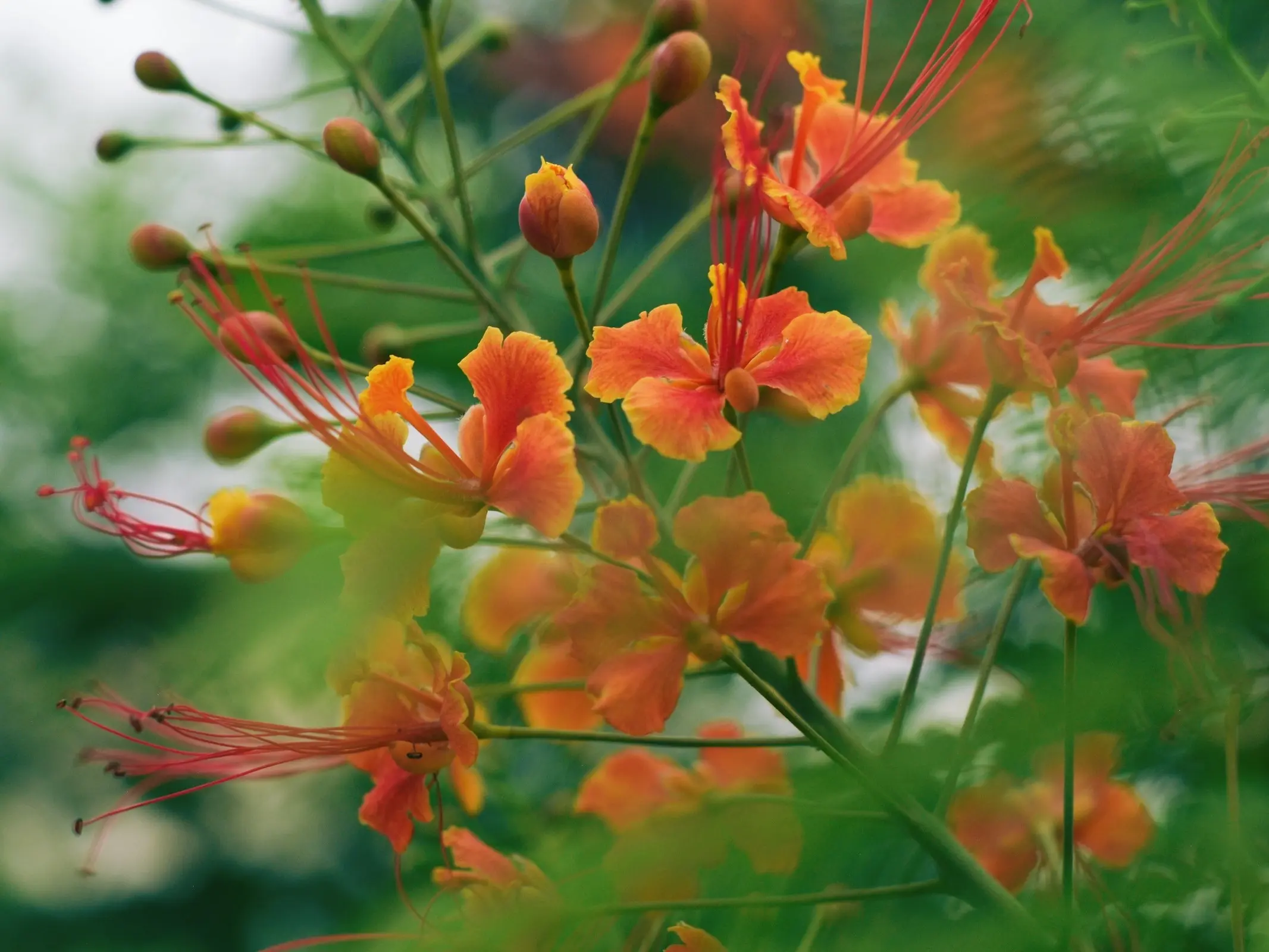 Mexican Bird of Paradise