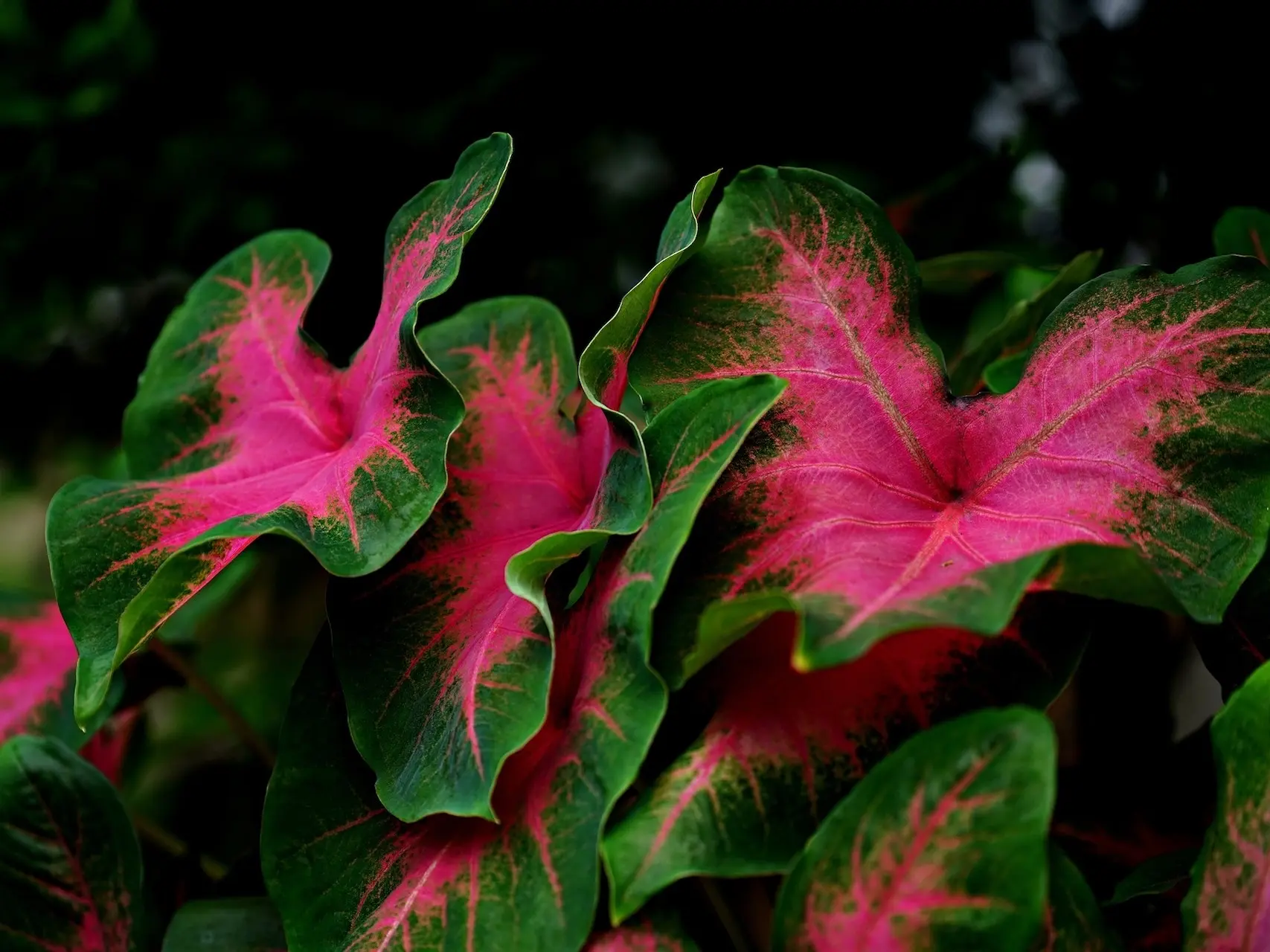 Caladium