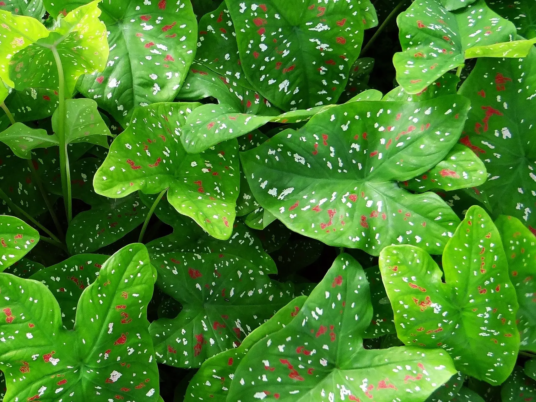 Caladium