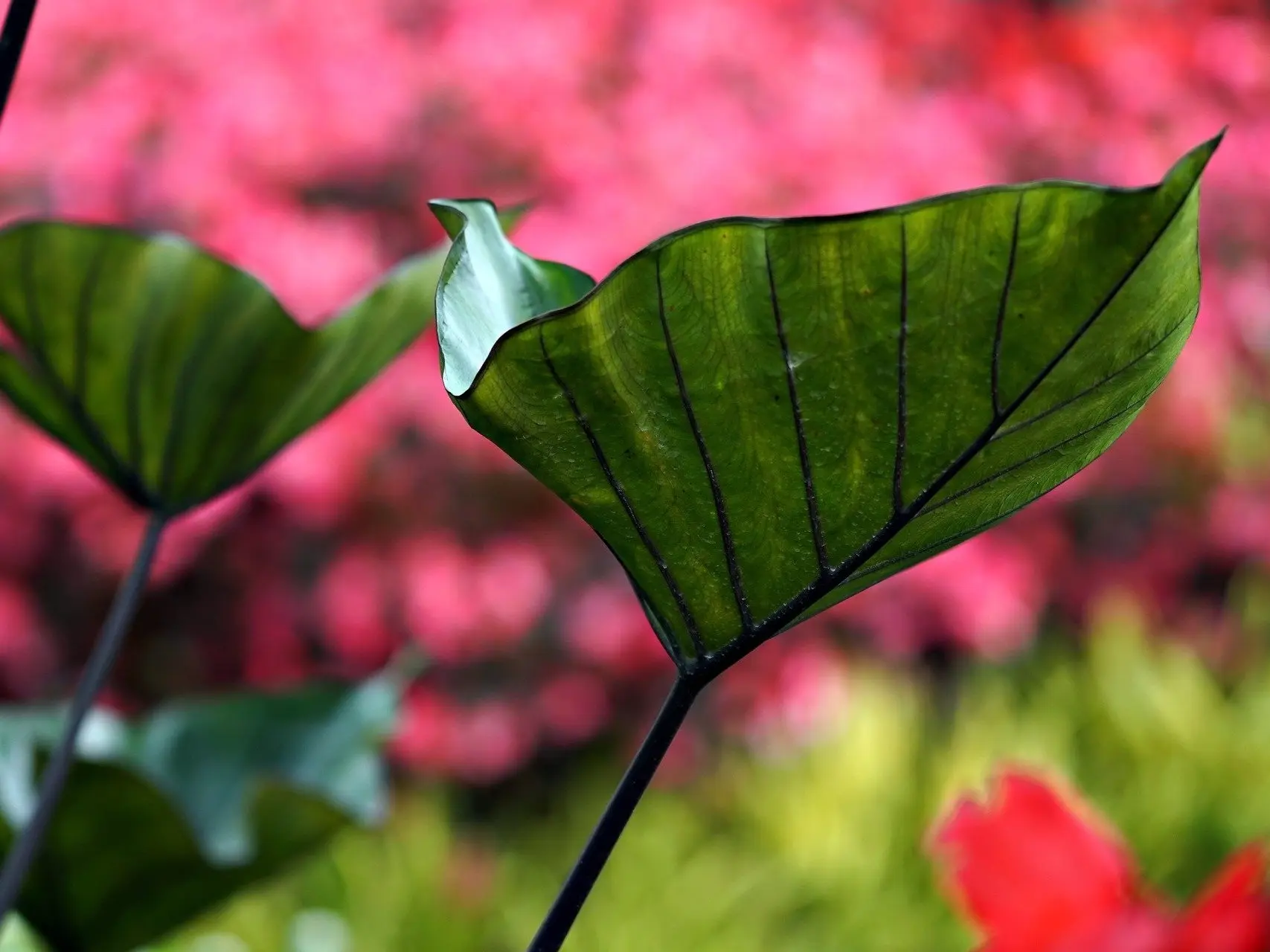 Caladium