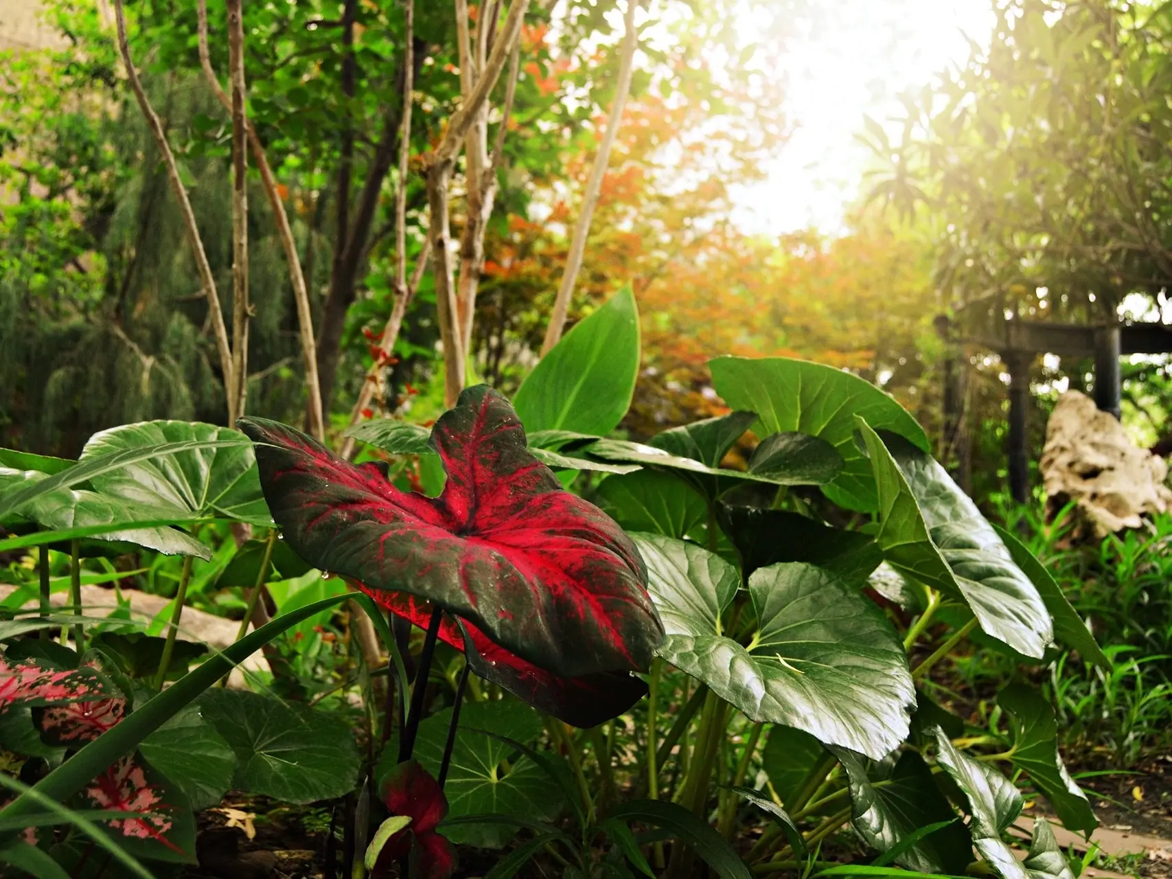 Caladium