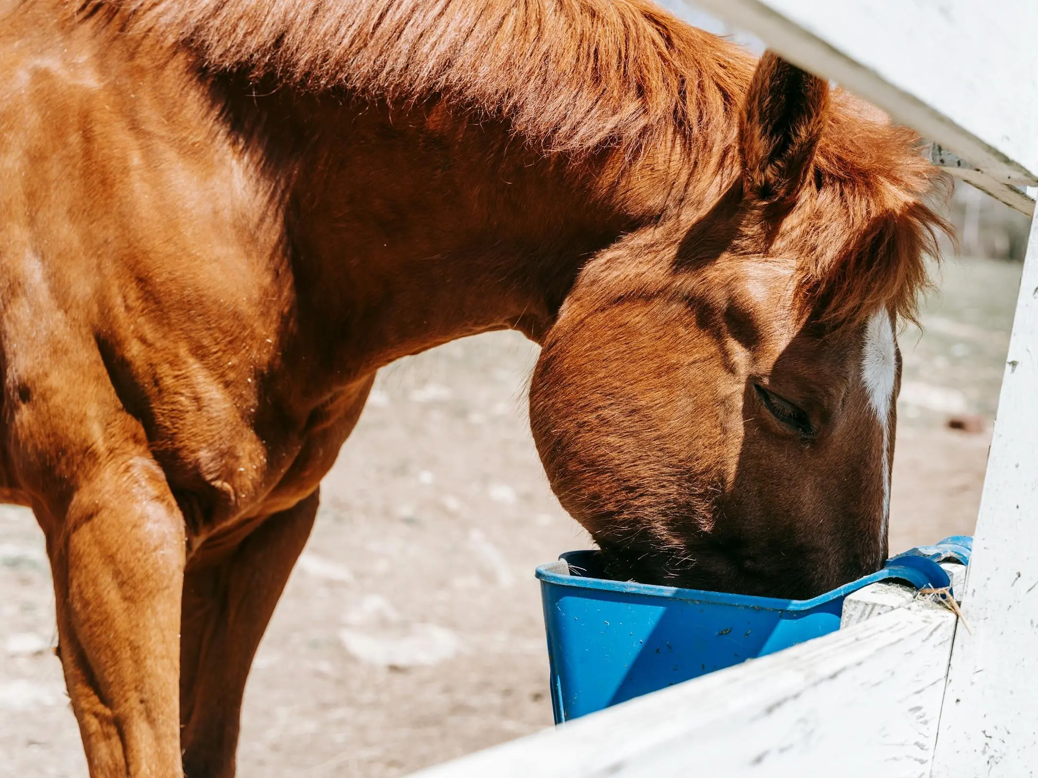 Horse Feed Calculator