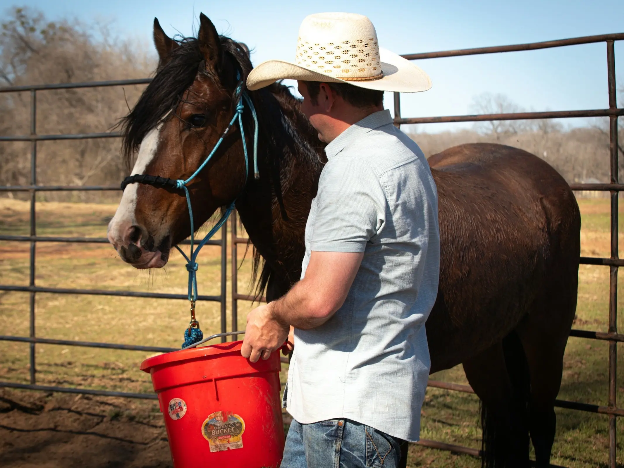 Horse Feeding Calculator