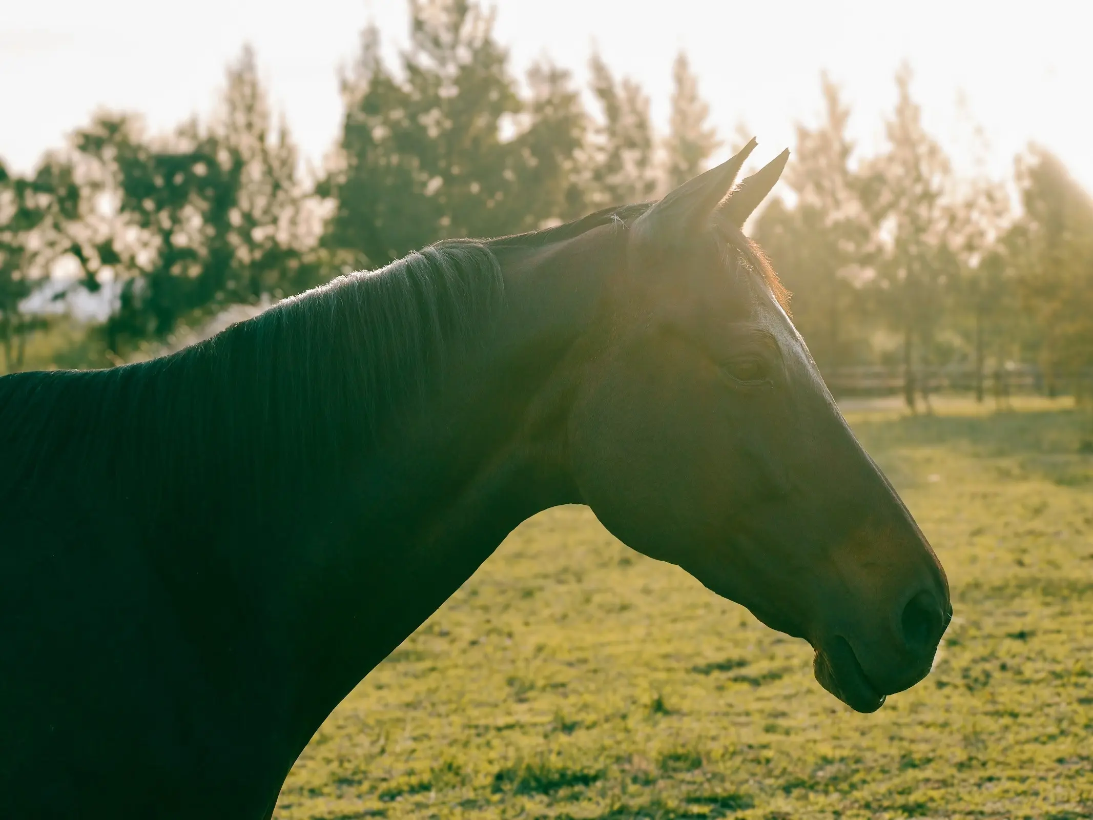 Hantam Horse