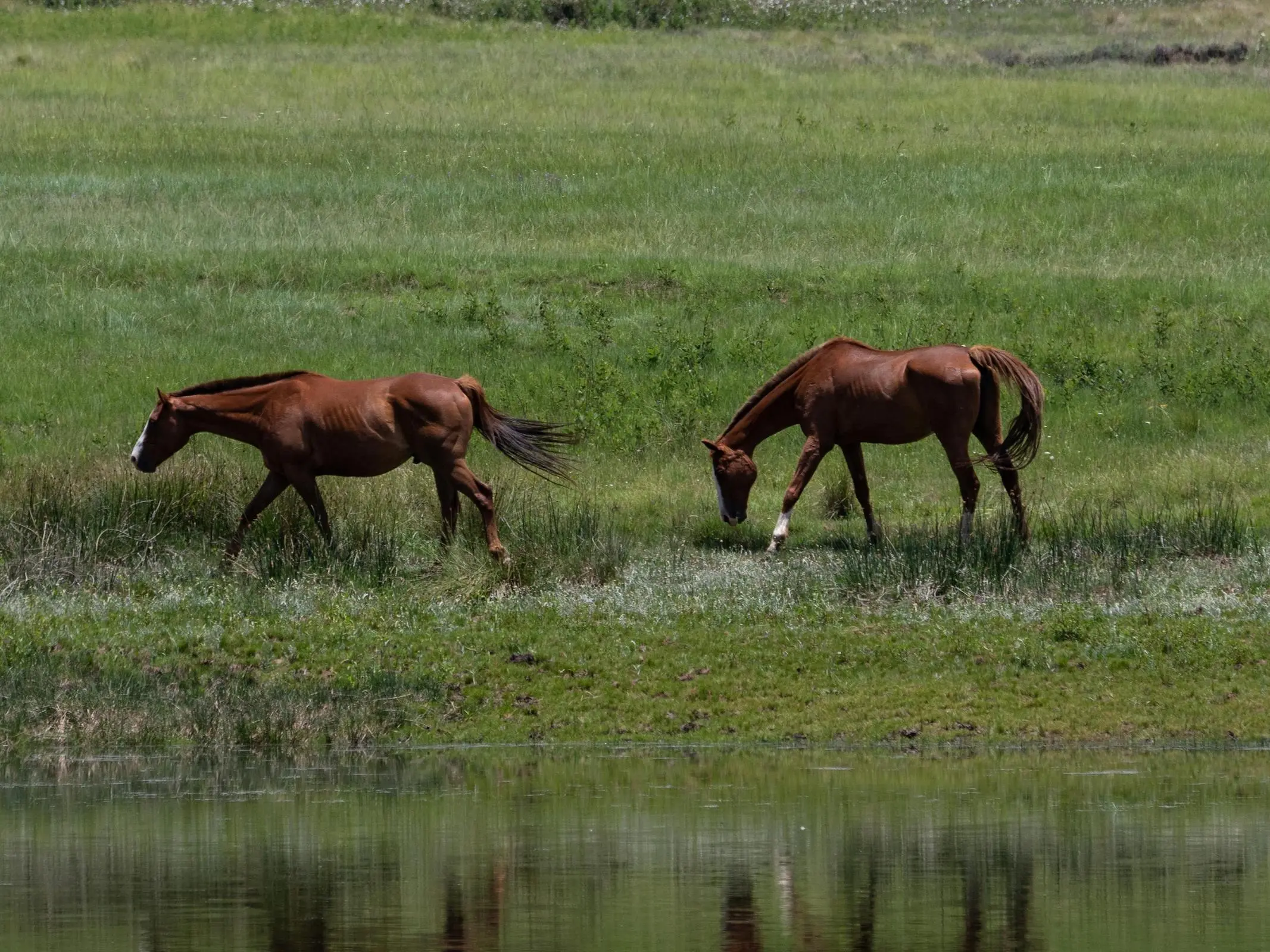 Calvinia Horse