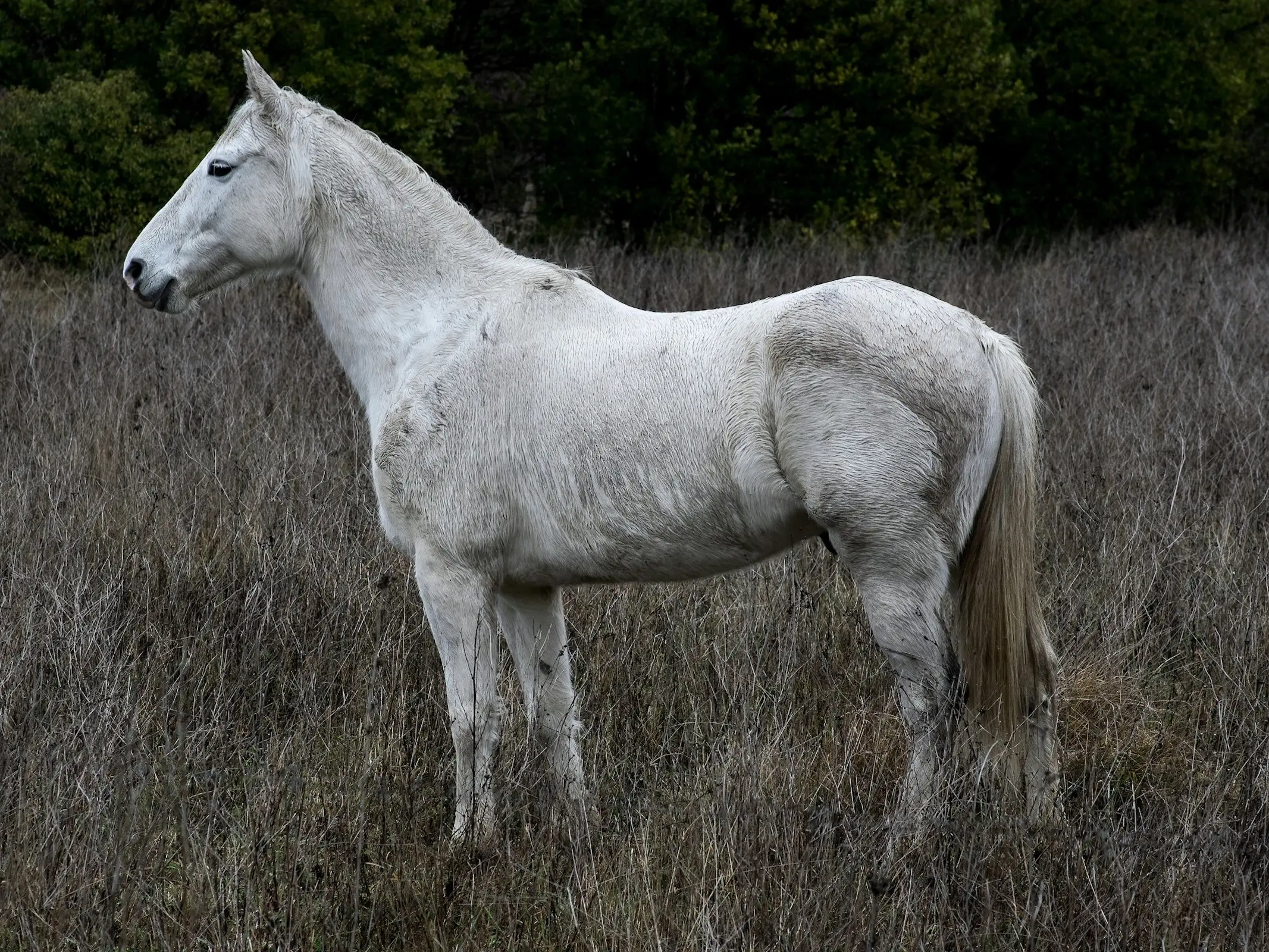 Camargue Horse