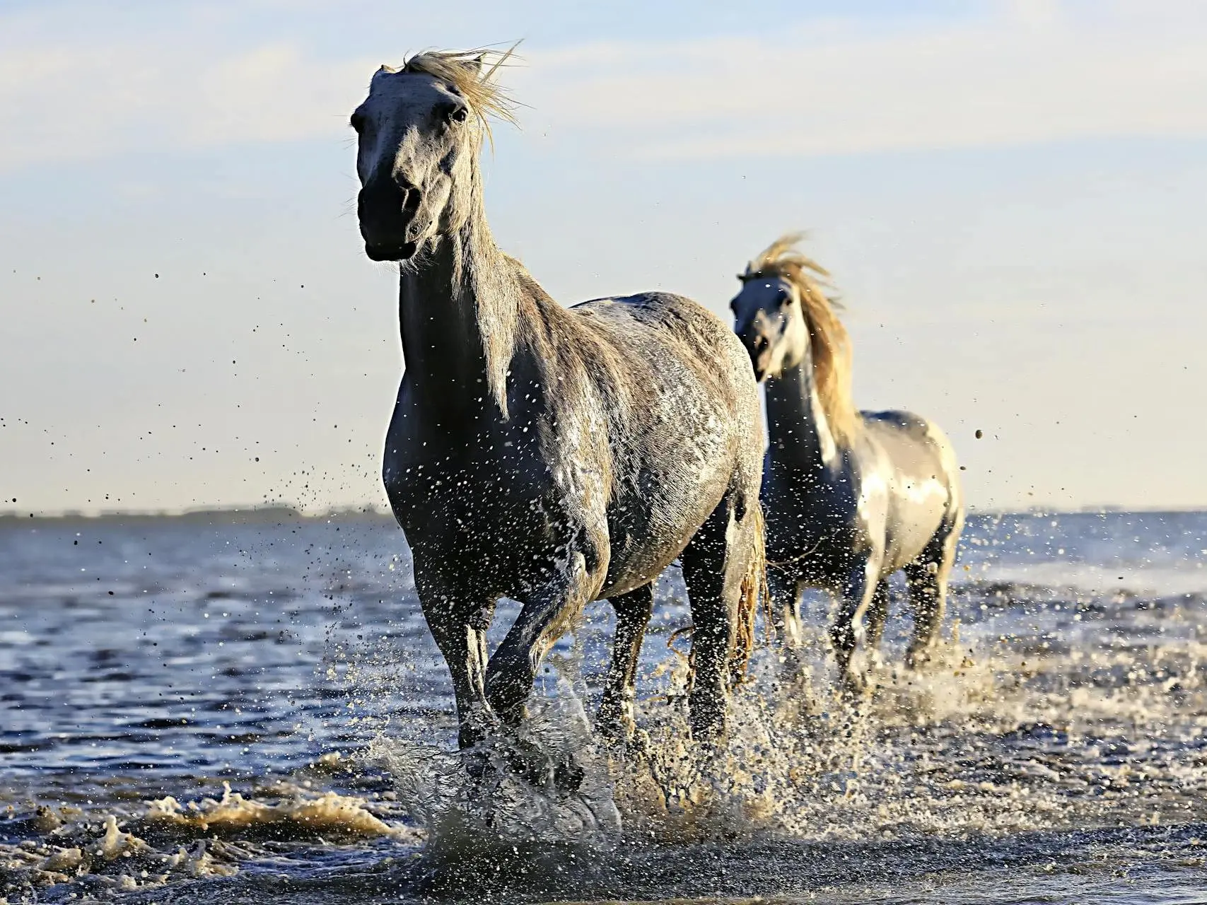 Camargue Horse