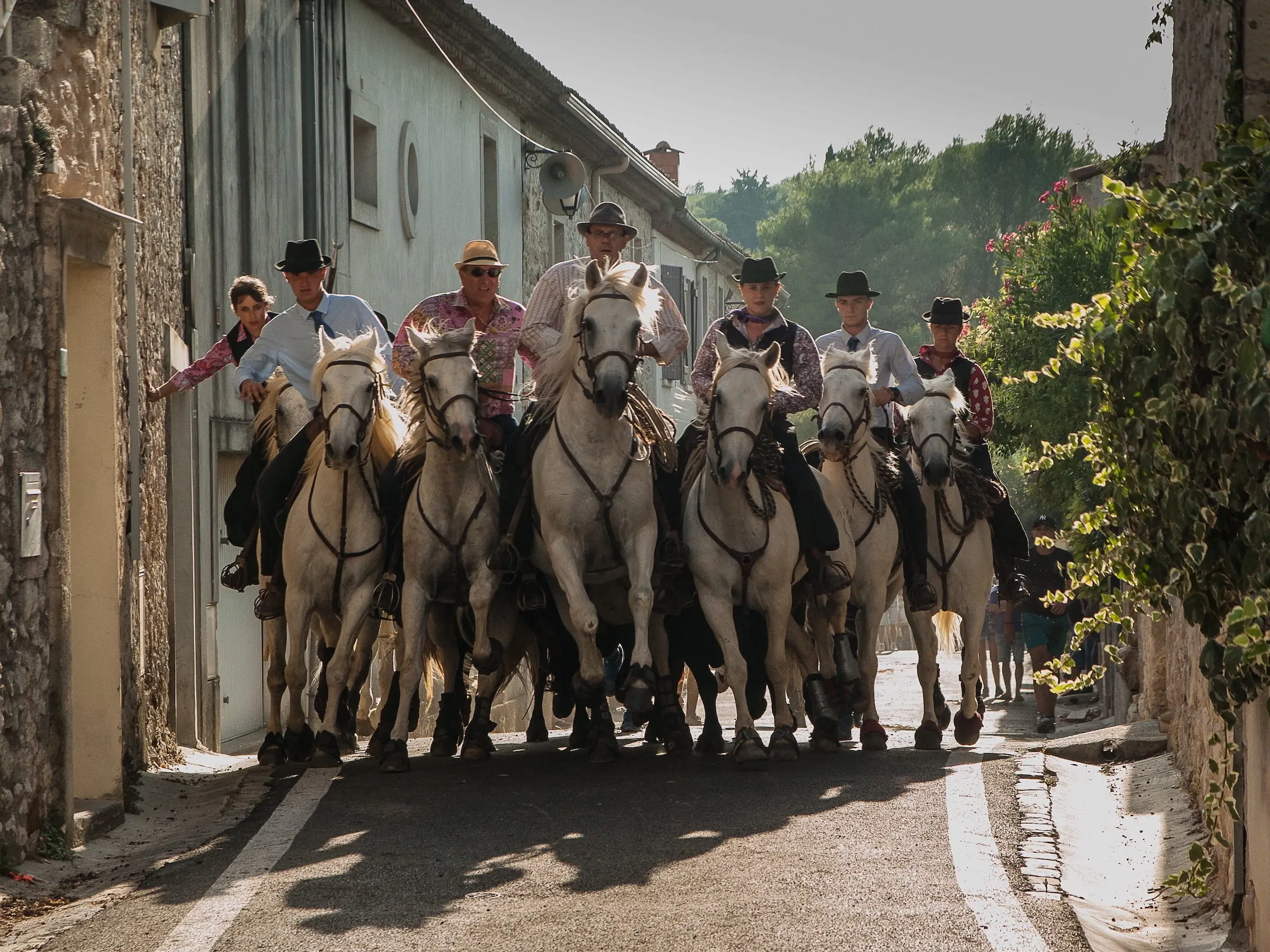 Camargue Horse