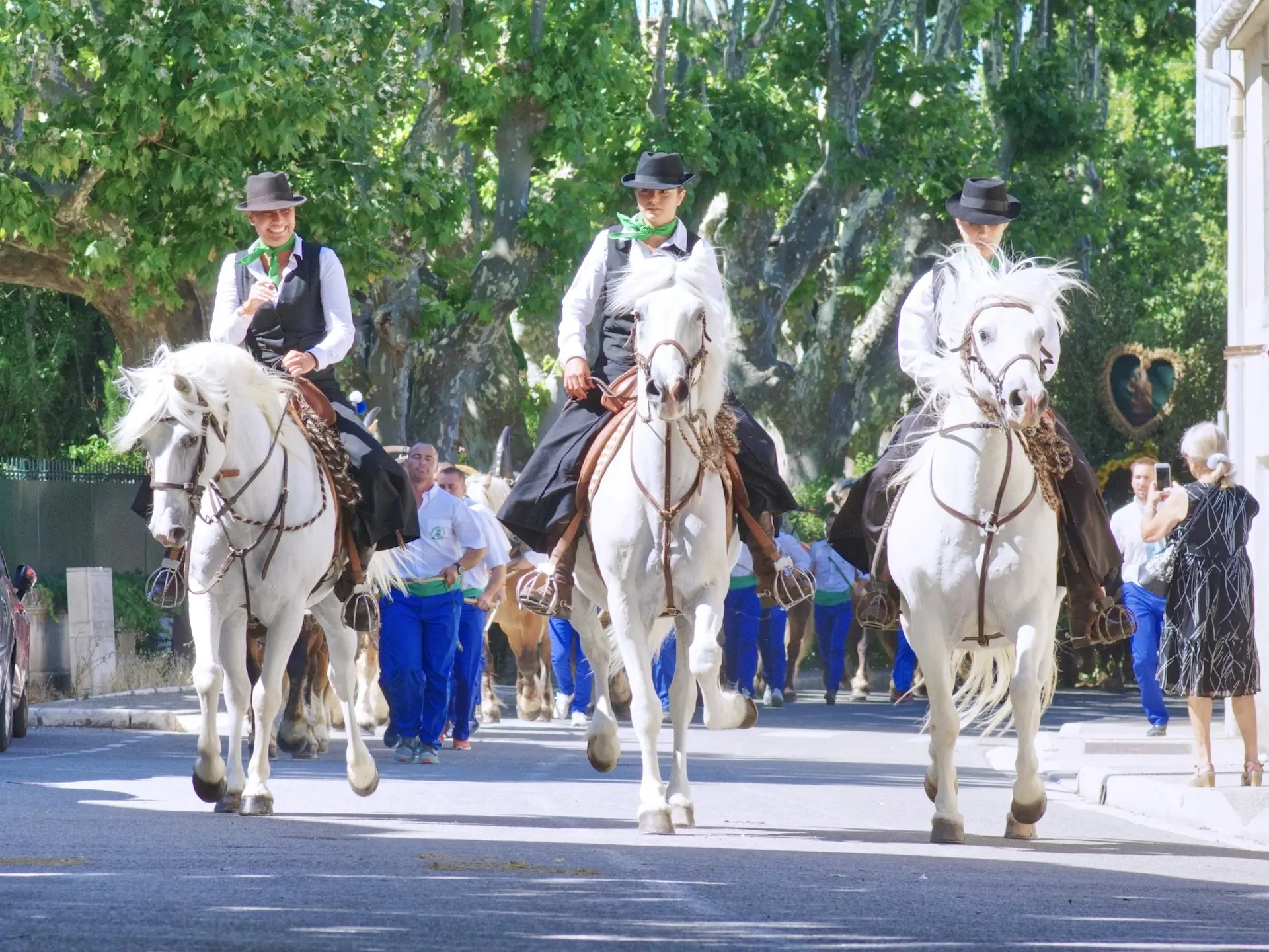 Camargue Horse