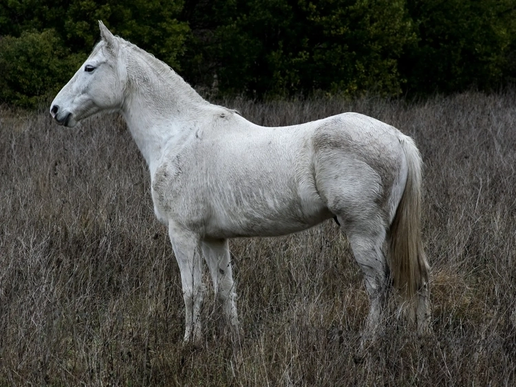 Camargue horse