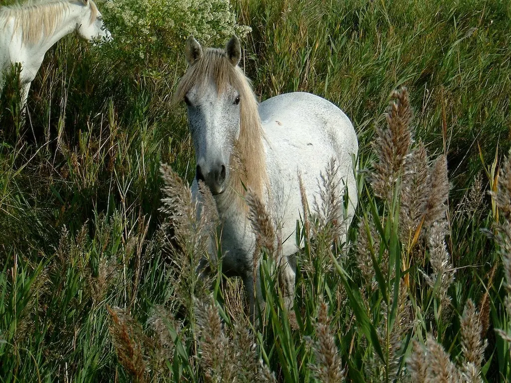 Camargue Horse