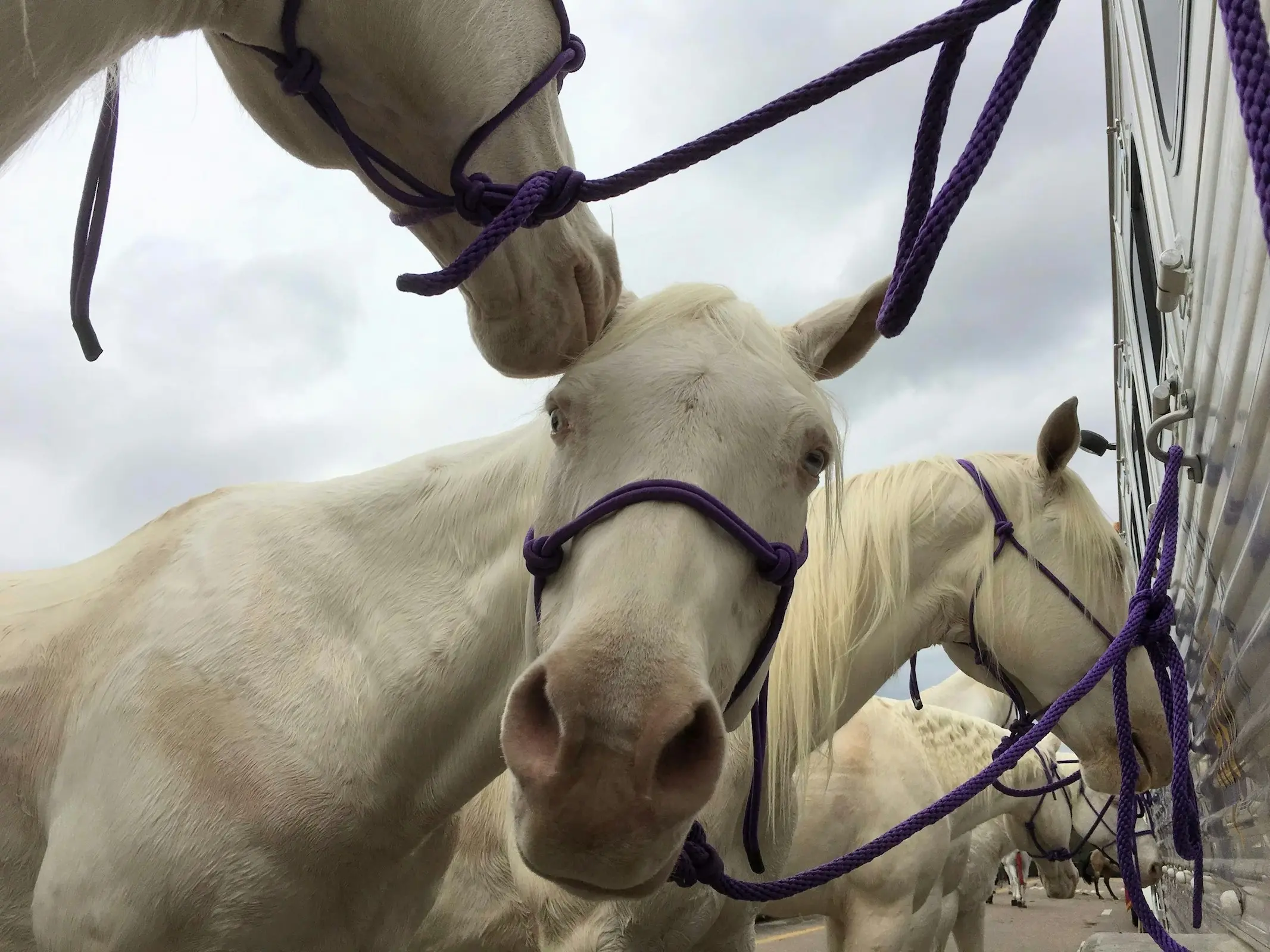 Camarillo white horse