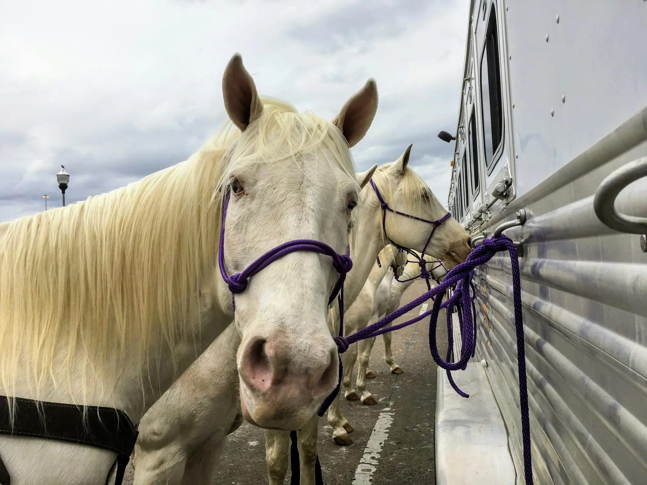 Camarillo white horse