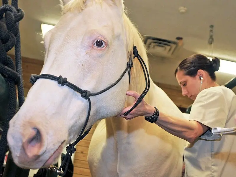 Camarillo White Horse