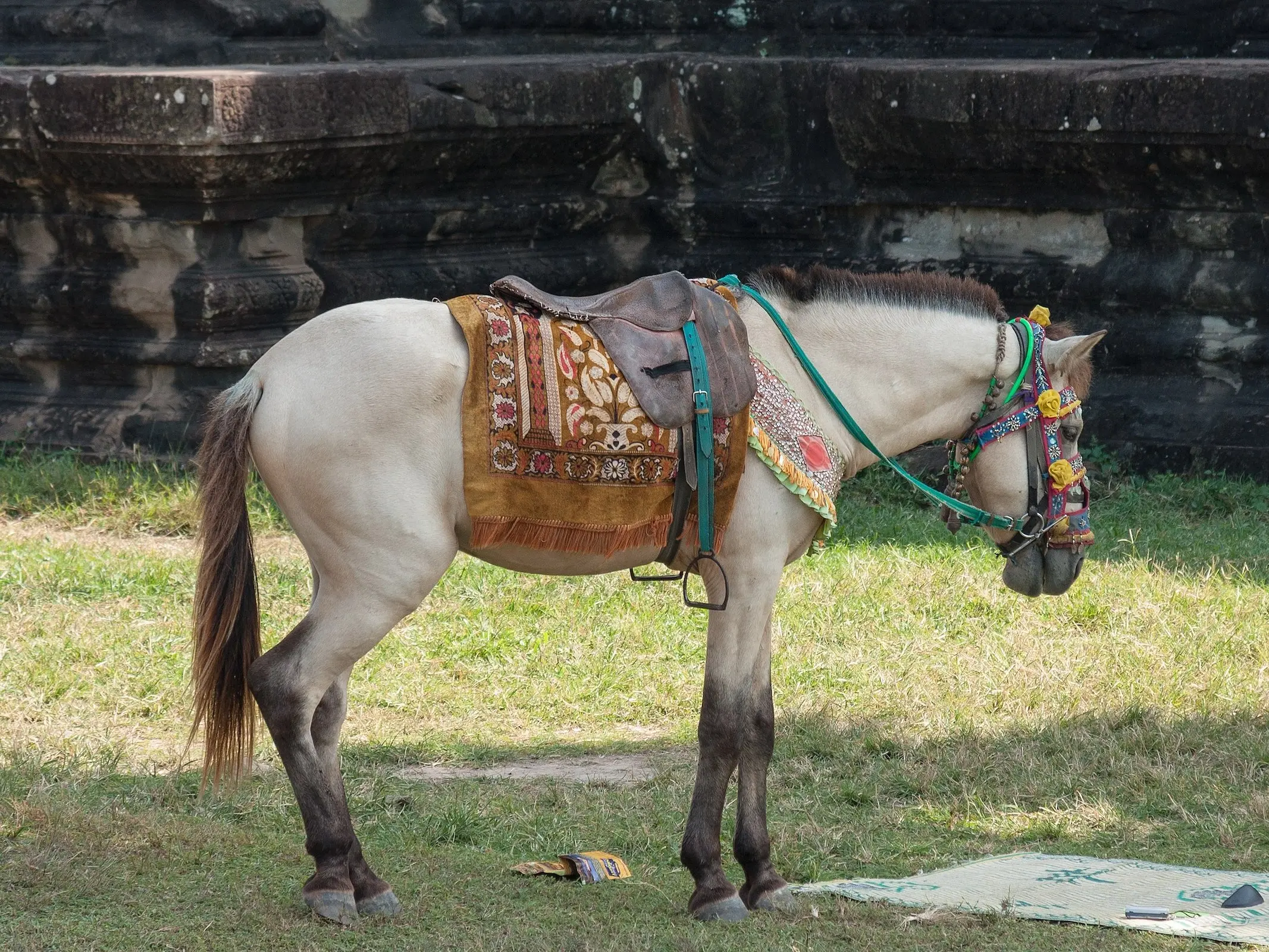 Cambodian Pony