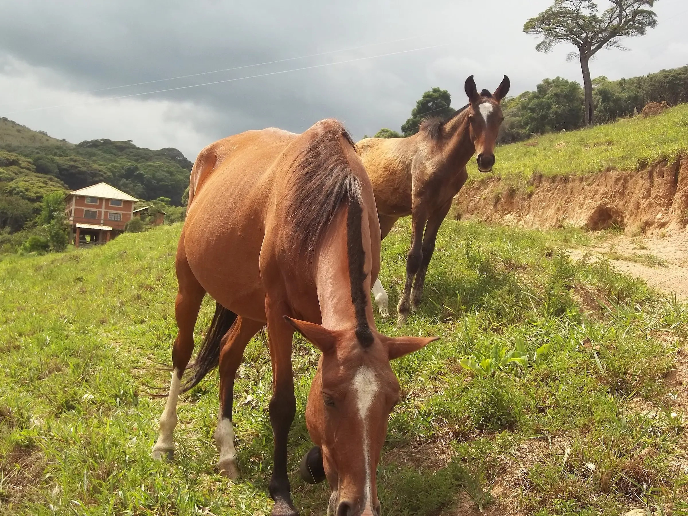 Campeiro Horse