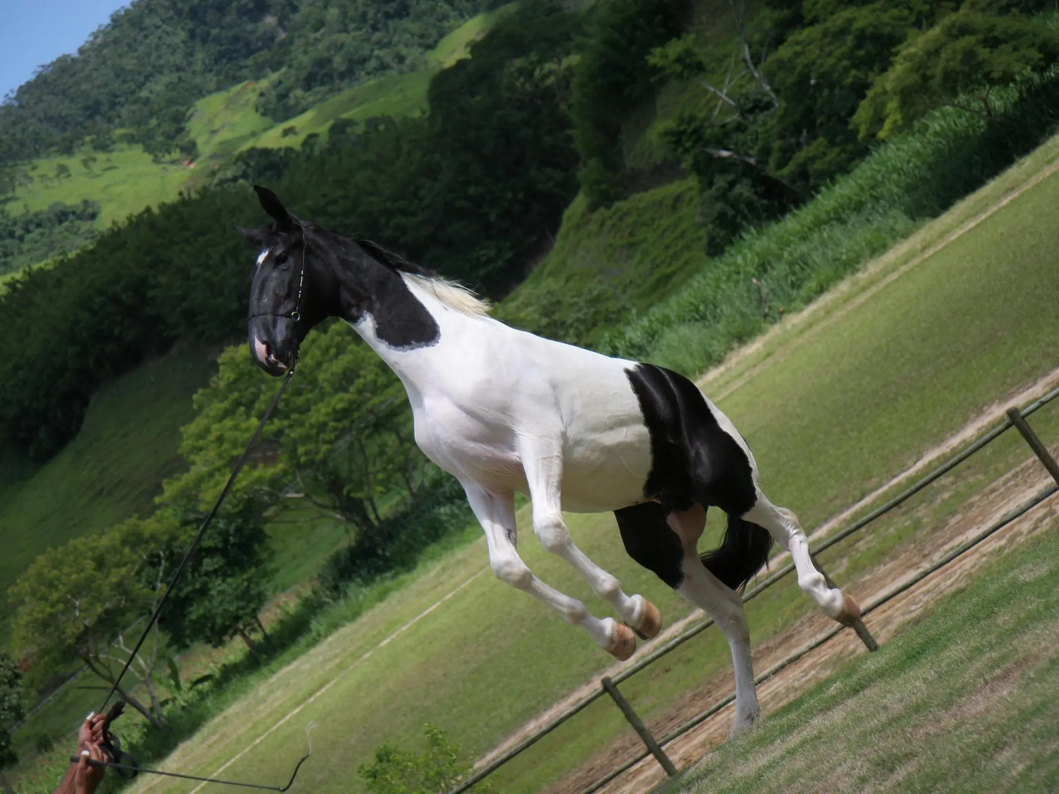 Campolina Horse