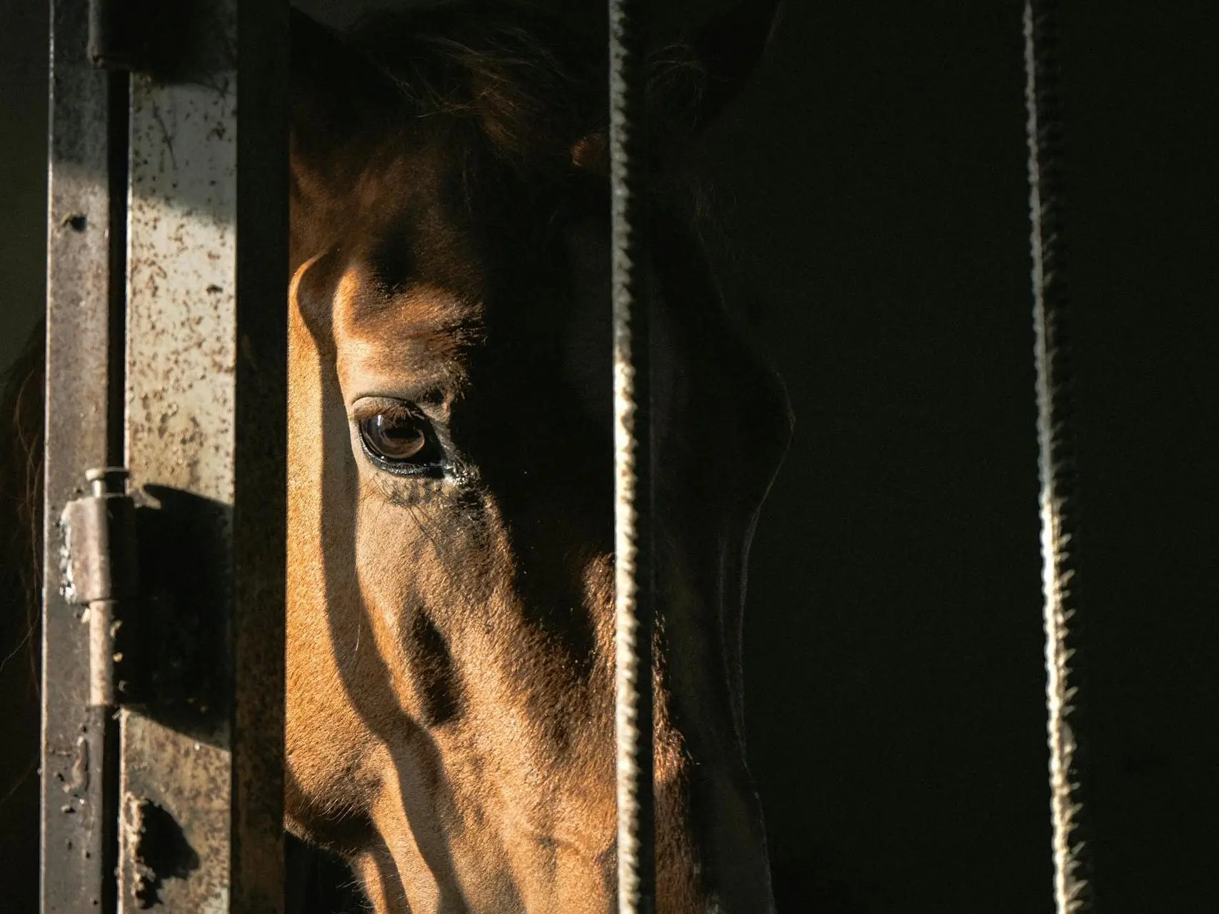 Horse in a cage