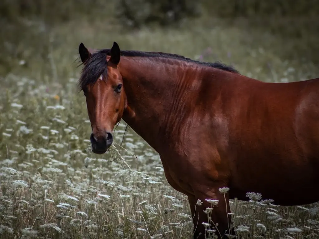 Wild horse standing in a field of flowers