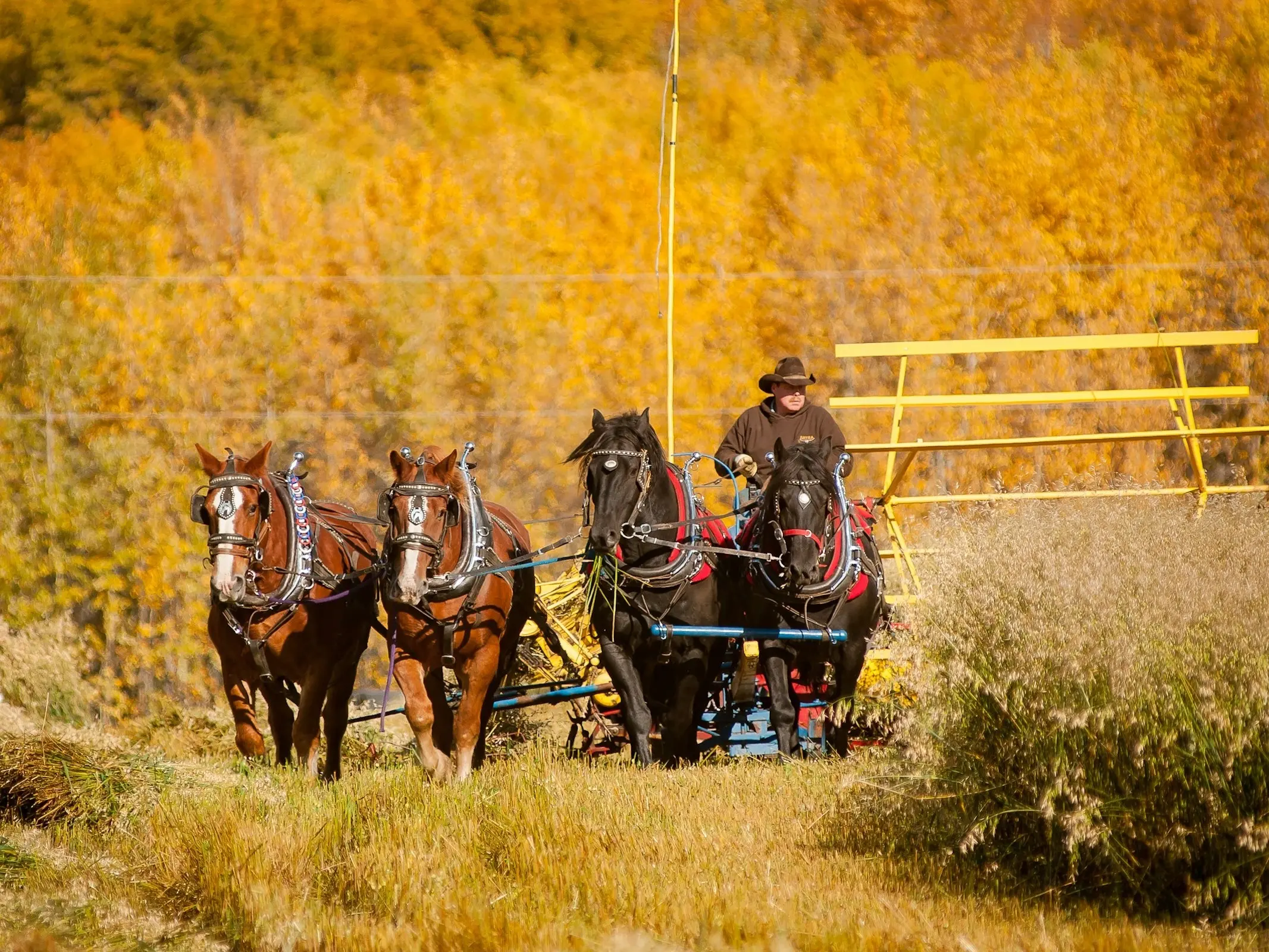 Canadian Horse