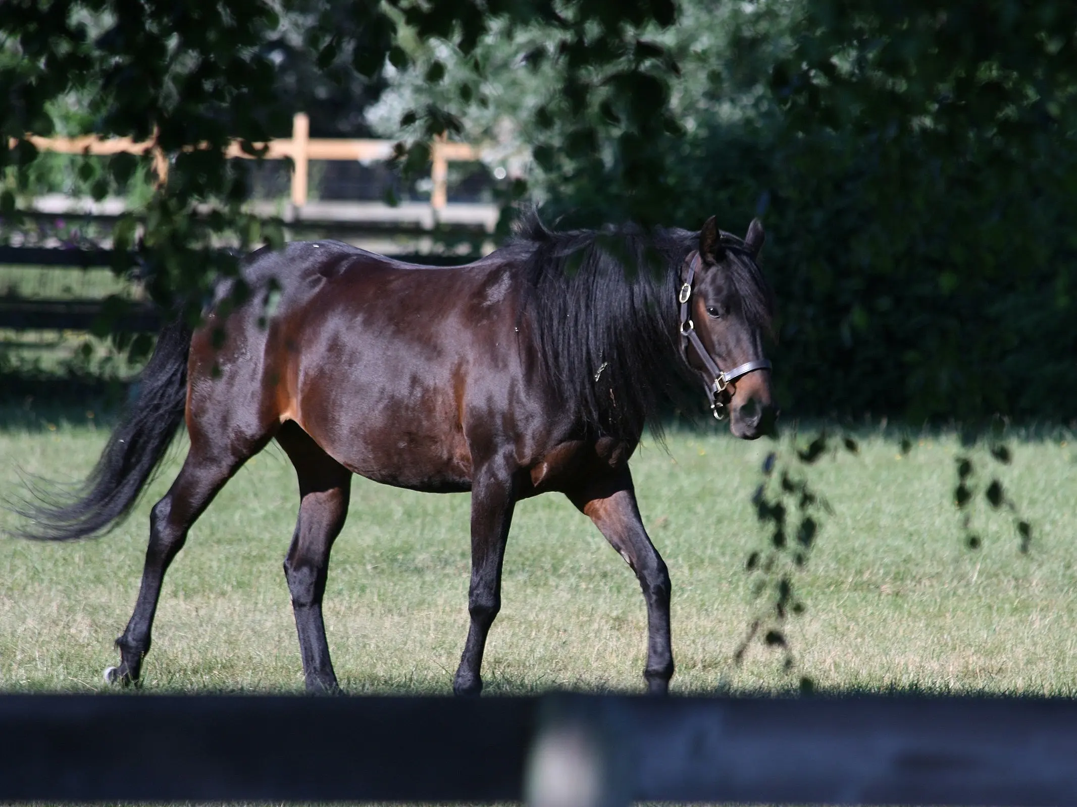 Canadian Horse