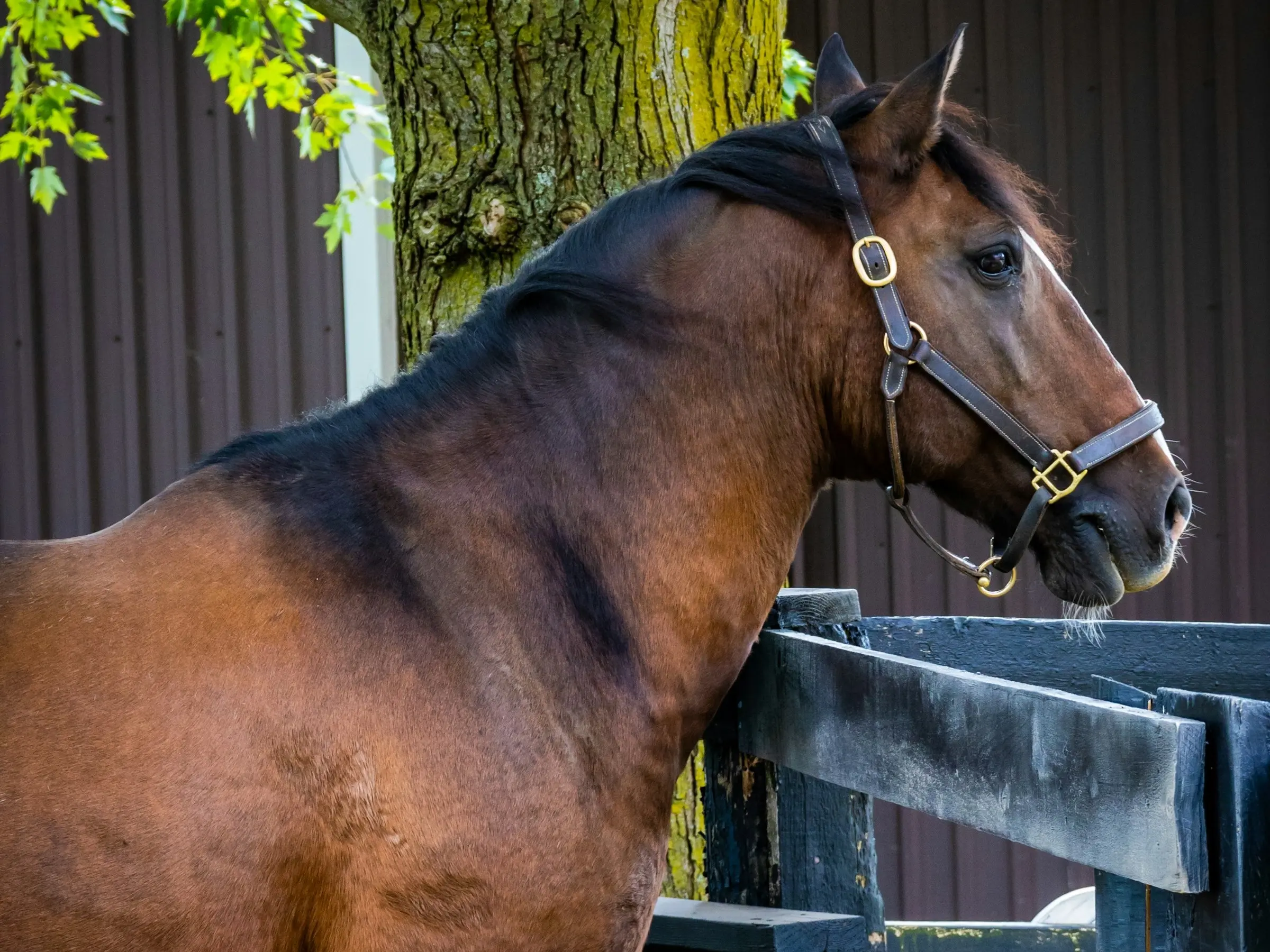 Canadian Rustic Pony