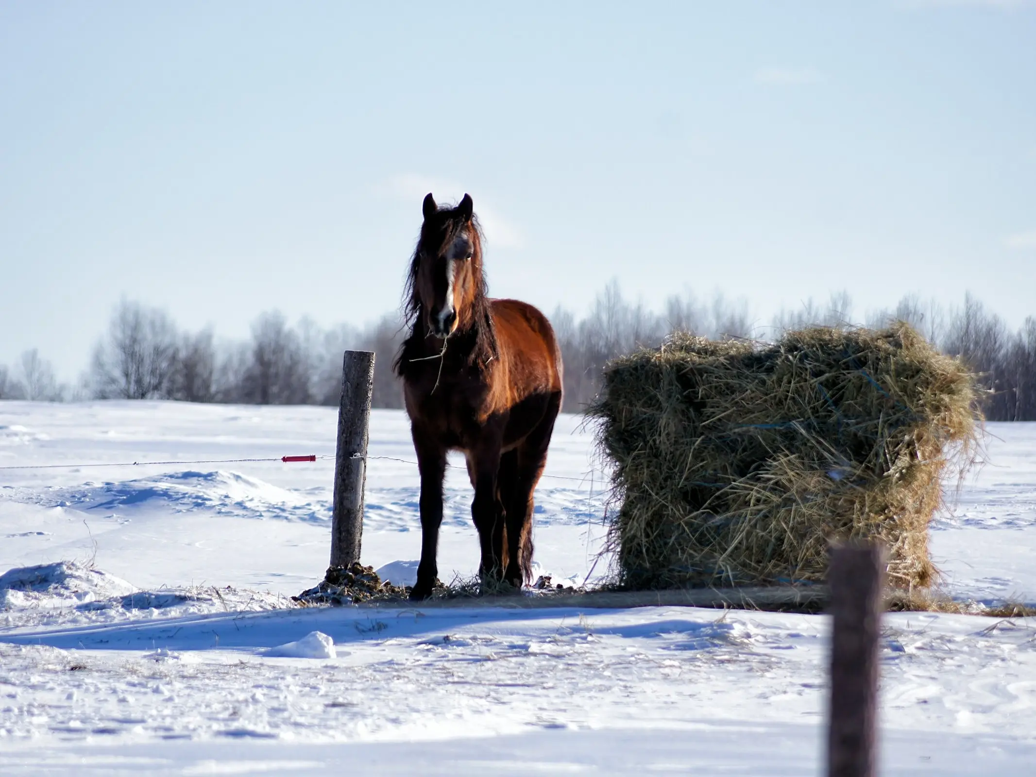 Canadian Rustic Pony