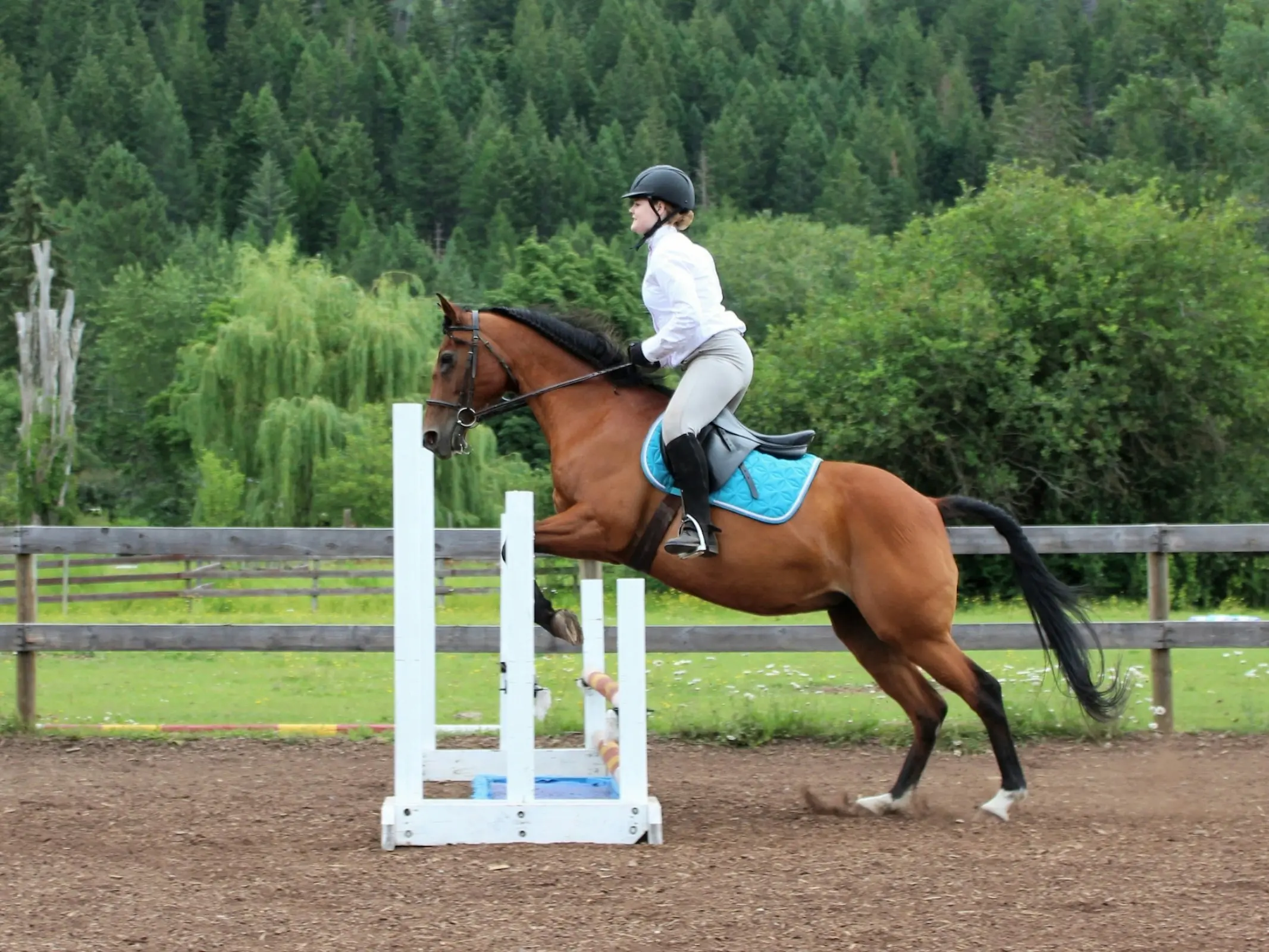 Canadian Sport Horse