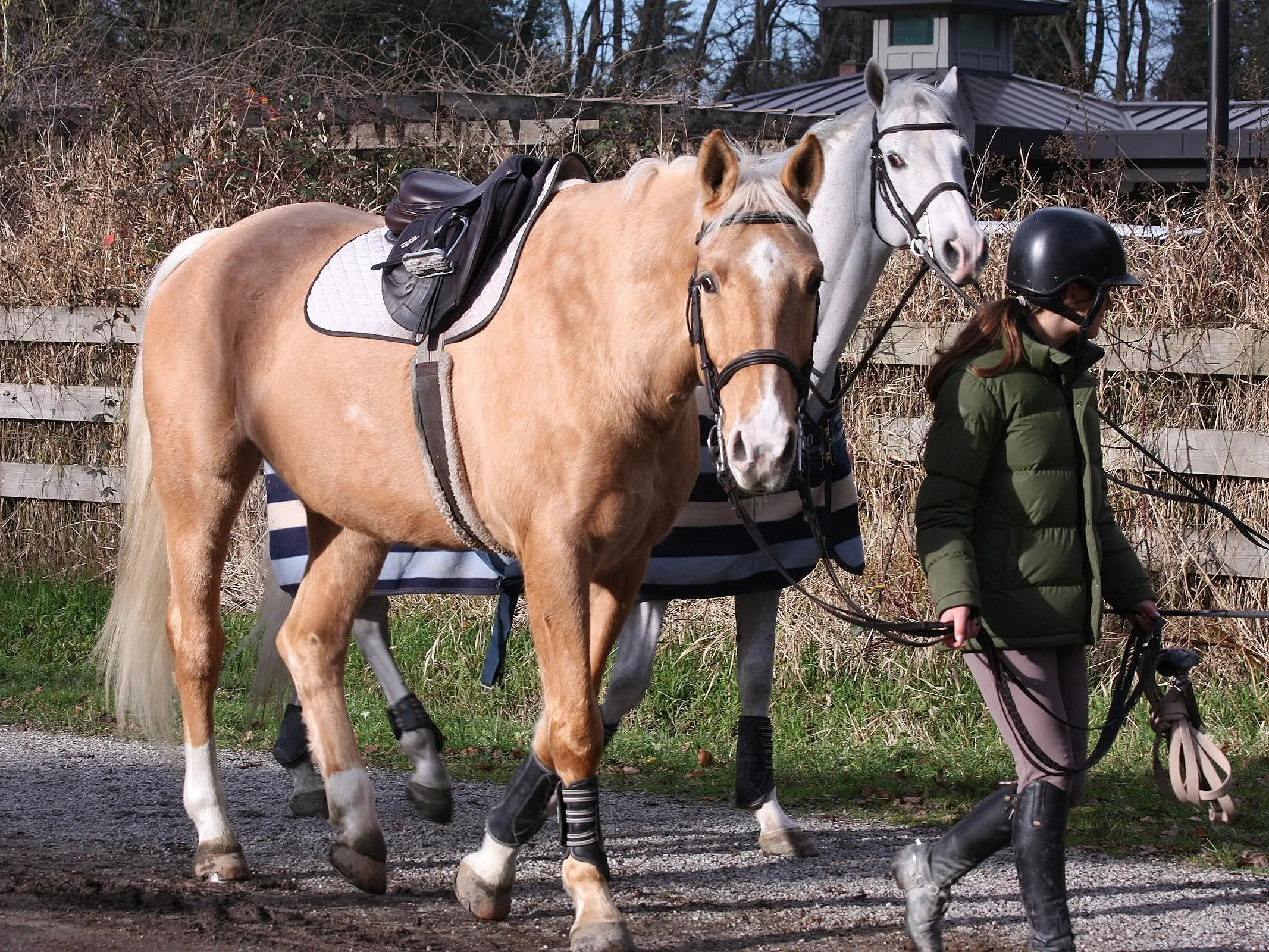 Canadian Sport Horse