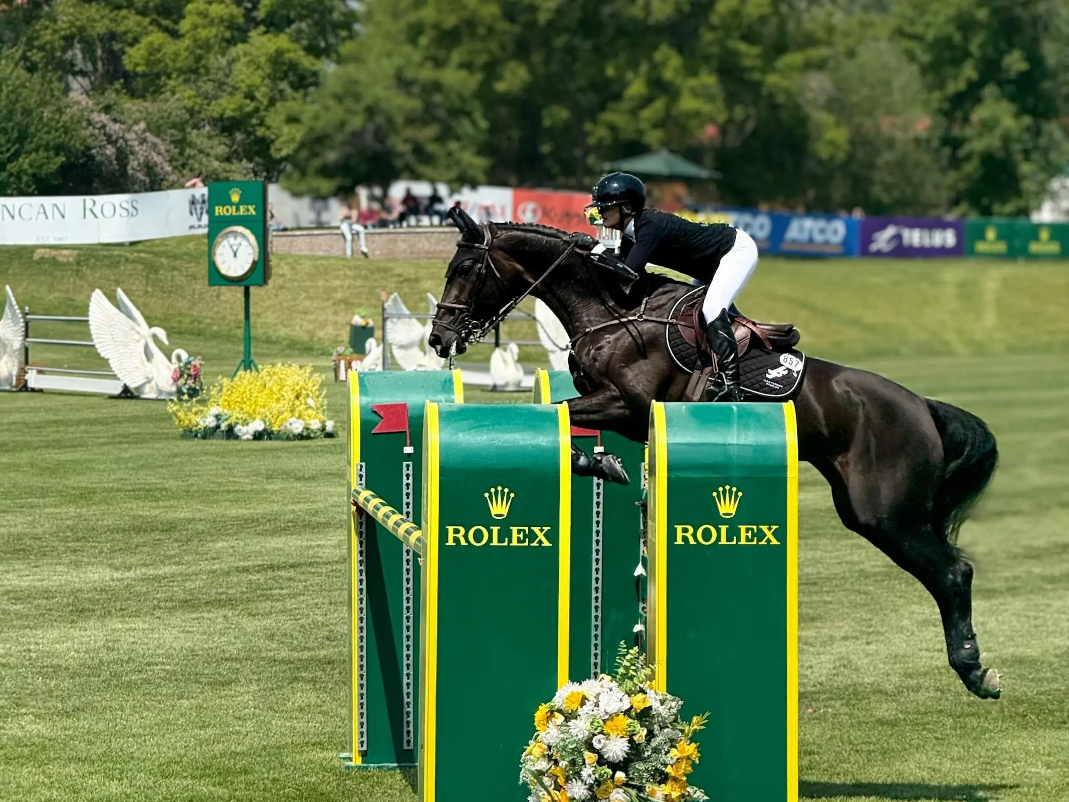 Canadian Sport Horse