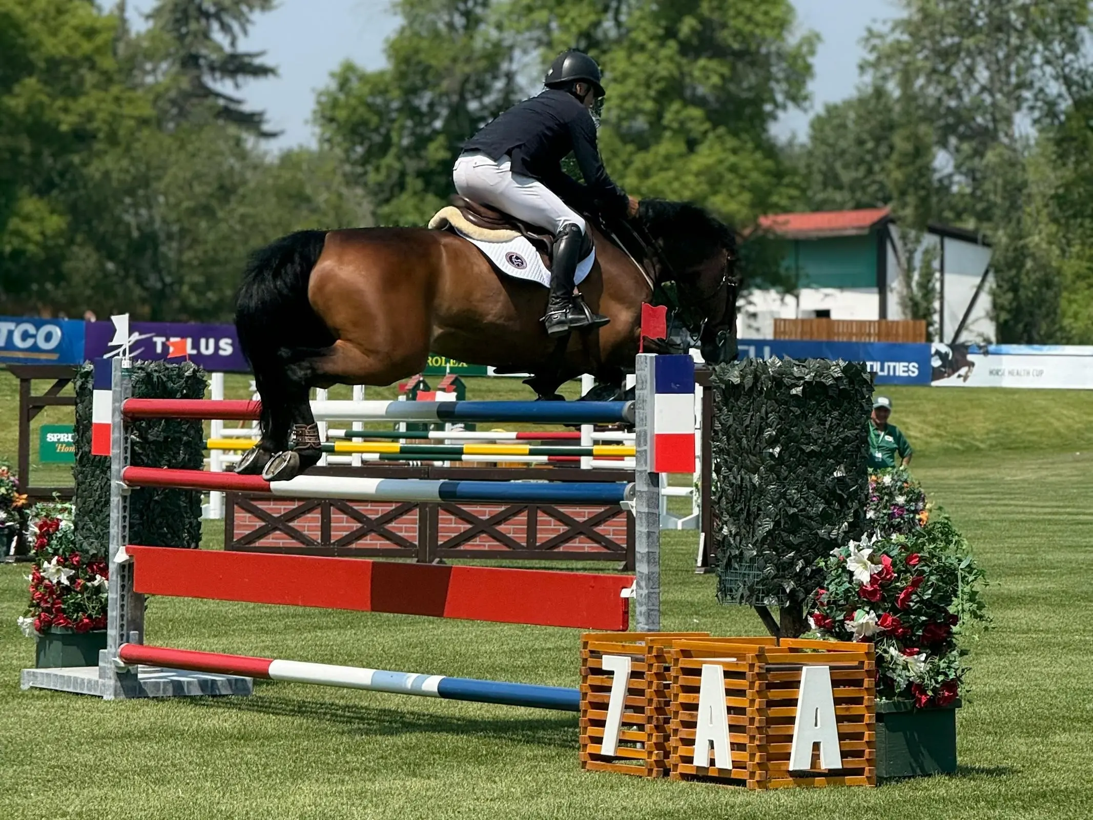 Canadian Sport Horse