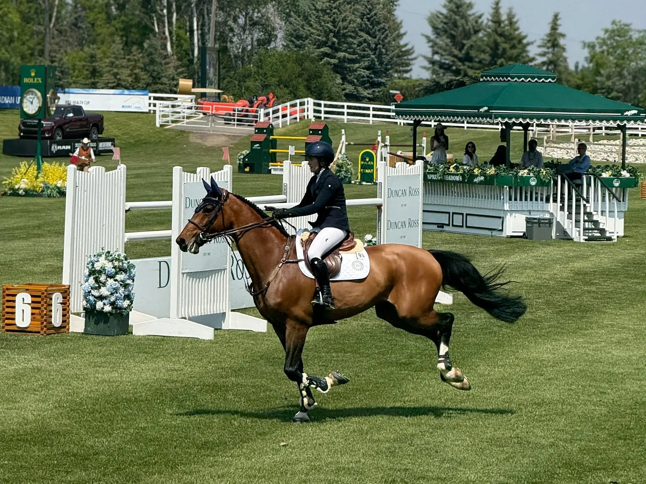 Canadian Sport Horse
