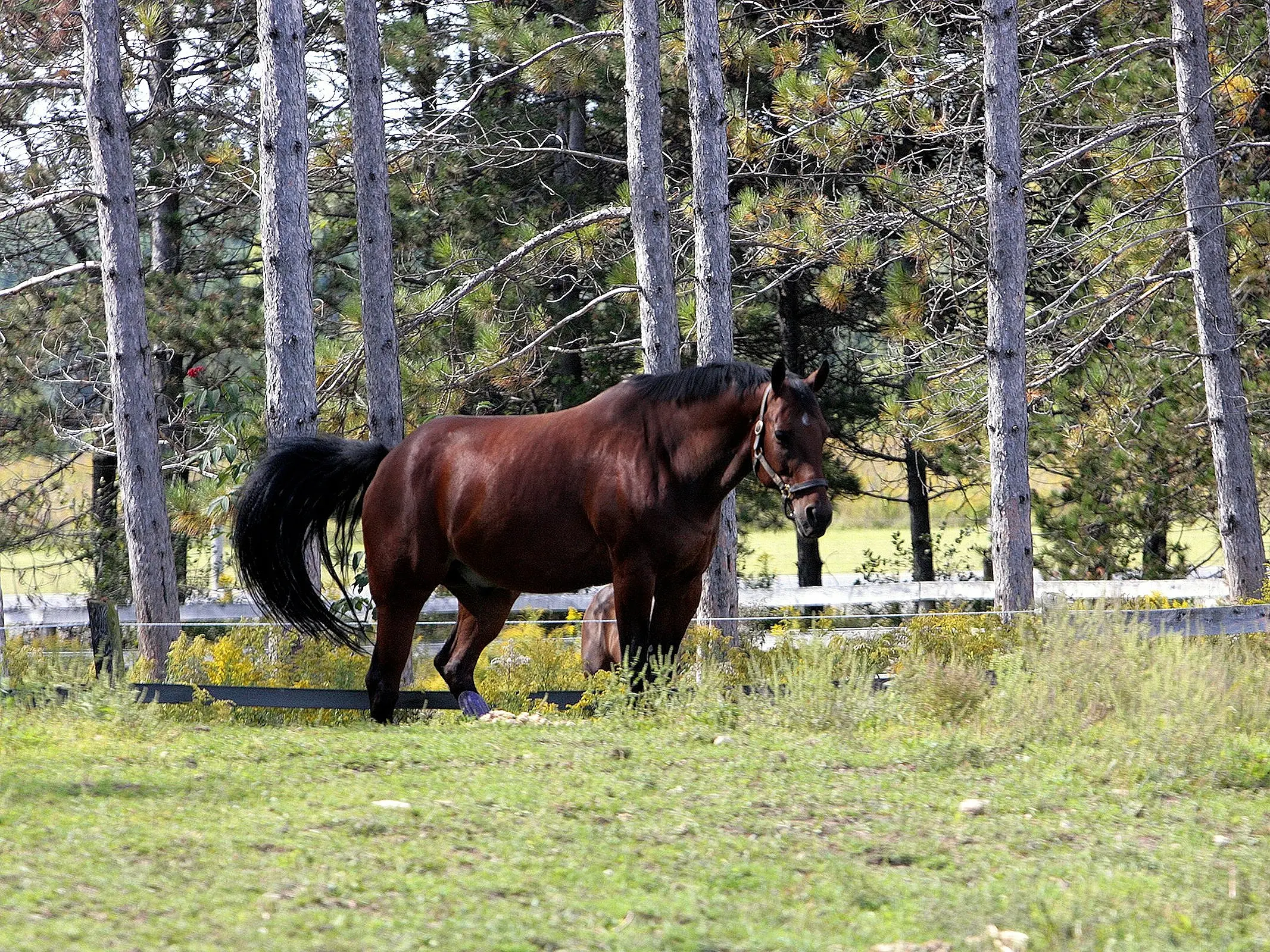 Canadian Warmblood Horse